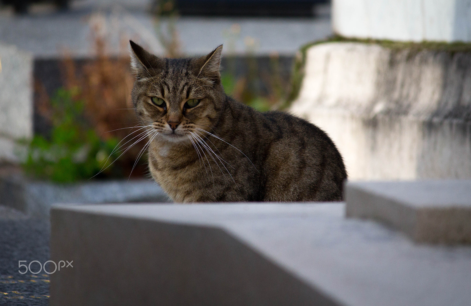 Canon EOS 650D (EOS Rebel T4i / EOS Kiss X6i) sample photo. Cemetery cat 7 photography