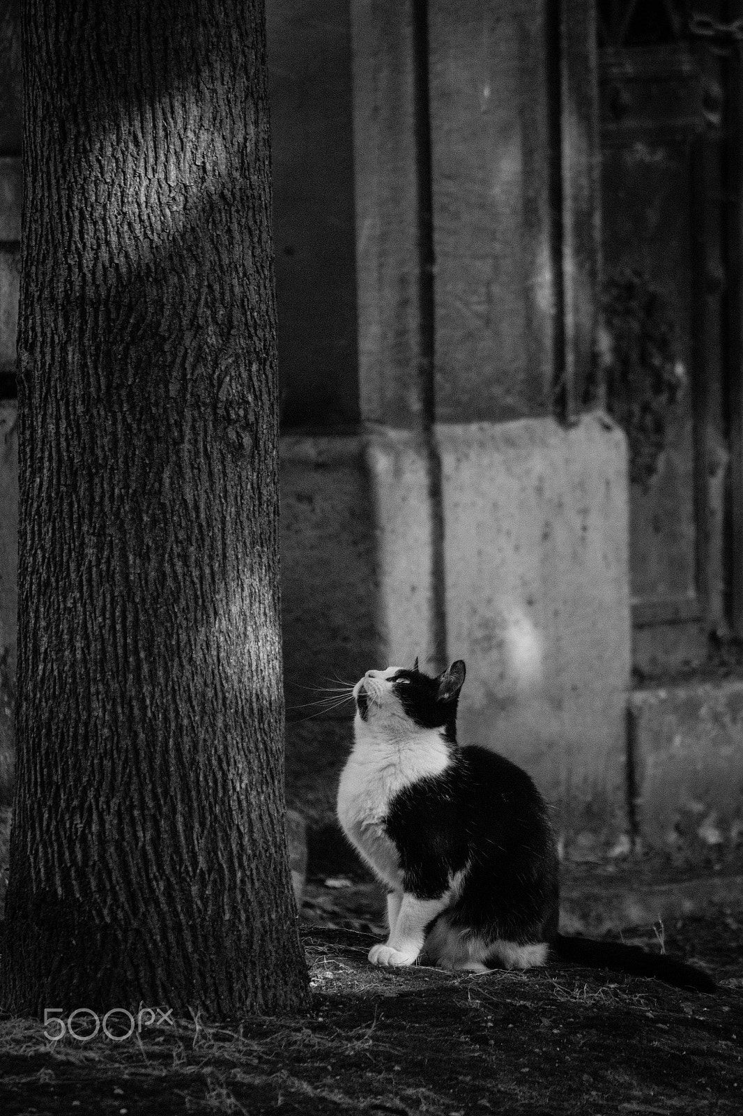 Canon EOS 650D (EOS Rebel T4i / EOS Kiss X6i) sample photo. Cemetery cat 8 photography