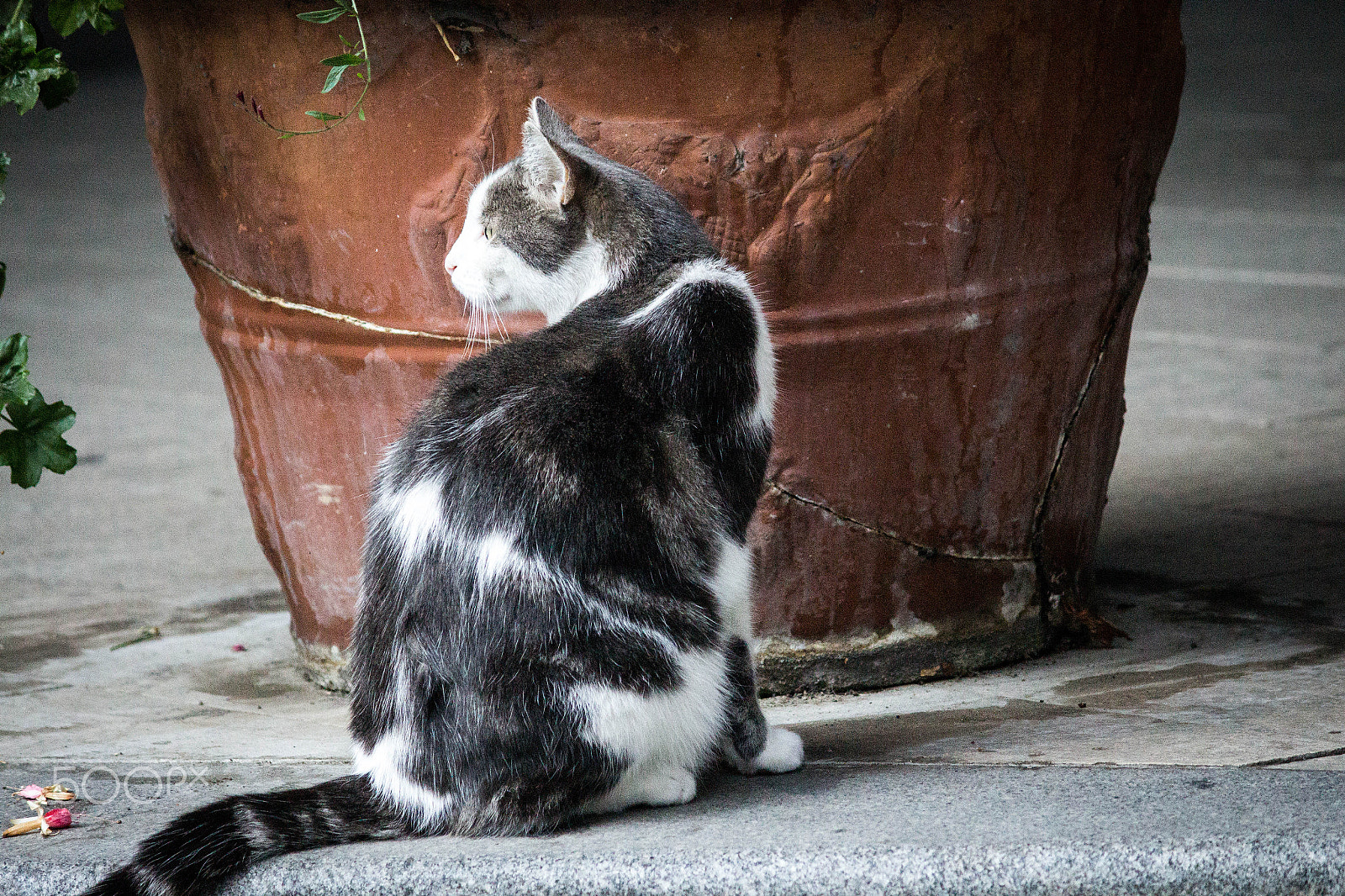 Canon EOS 650D (EOS Rebel T4i / EOS Kiss X6i) sample photo. Cemetery cat 9 photography