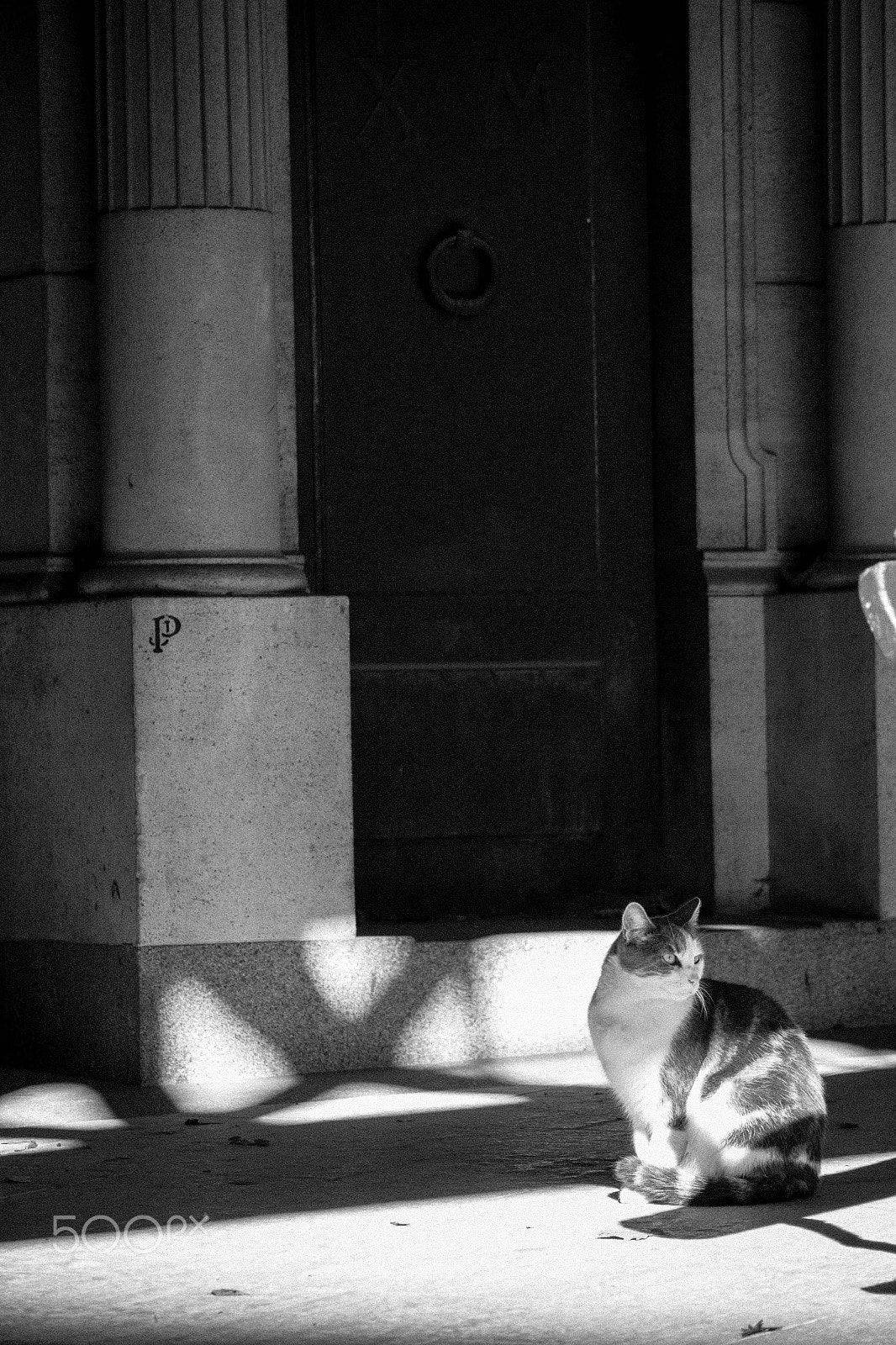 Canon EOS 650D (EOS Rebel T4i / EOS Kiss X6i) sample photo. Cemetery cat 10 photography