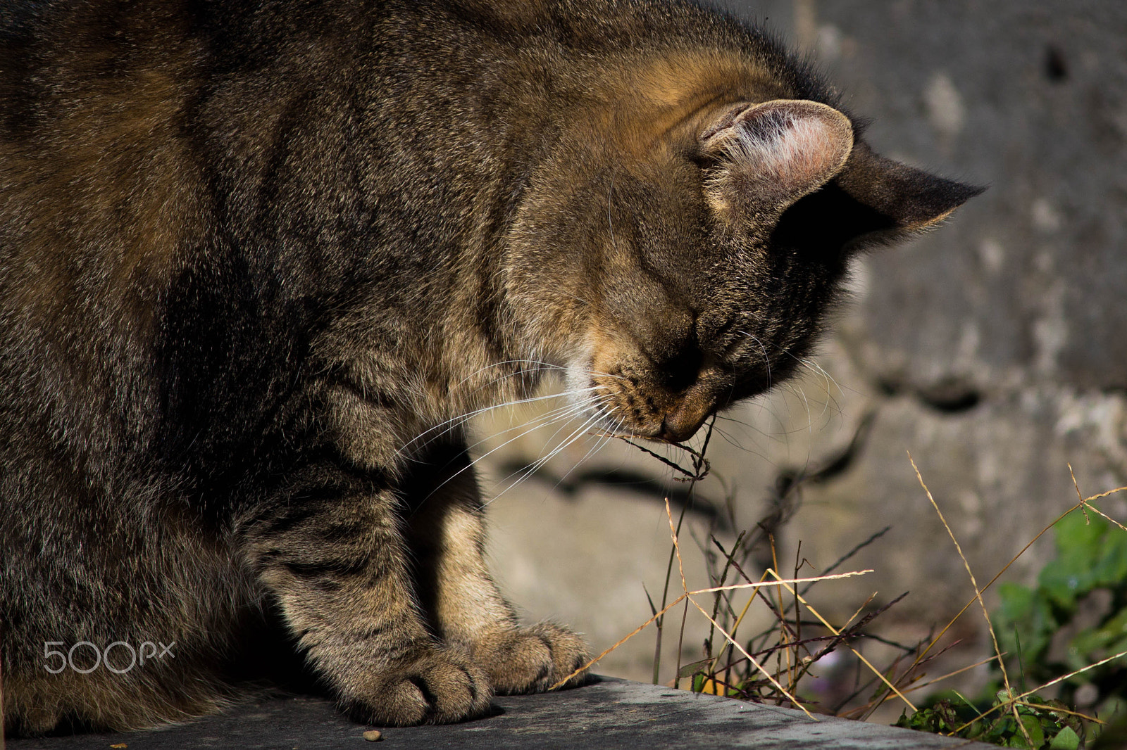 Canon EOS 650D (EOS Rebel T4i / EOS Kiss X6i) sample photo. Cemetery cat 11 photography