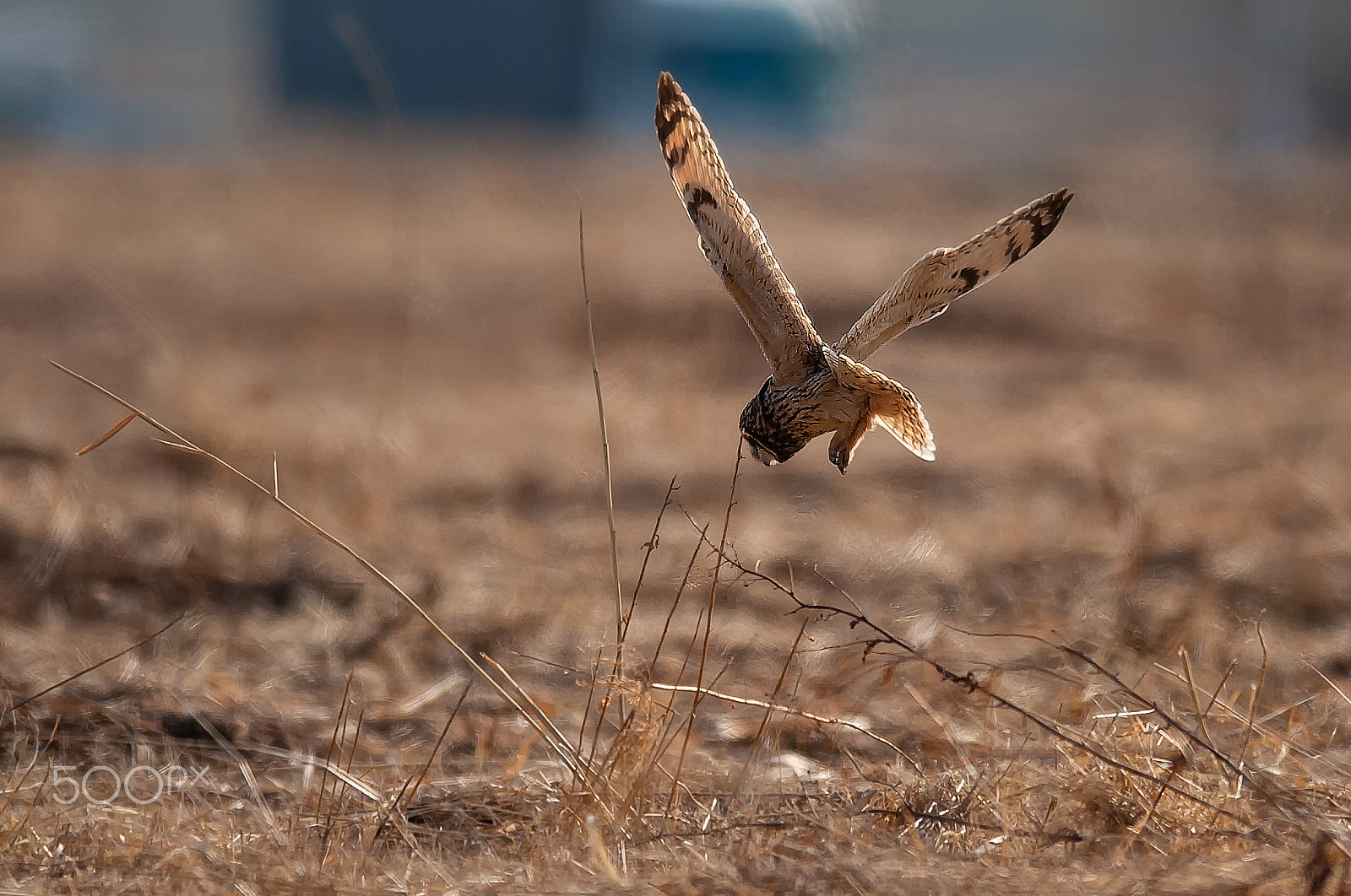 Nikon D3 + Nikon AF-S Nikkor 400mm F2.8G ED VR II sample photo. Komimi30571395926. photography