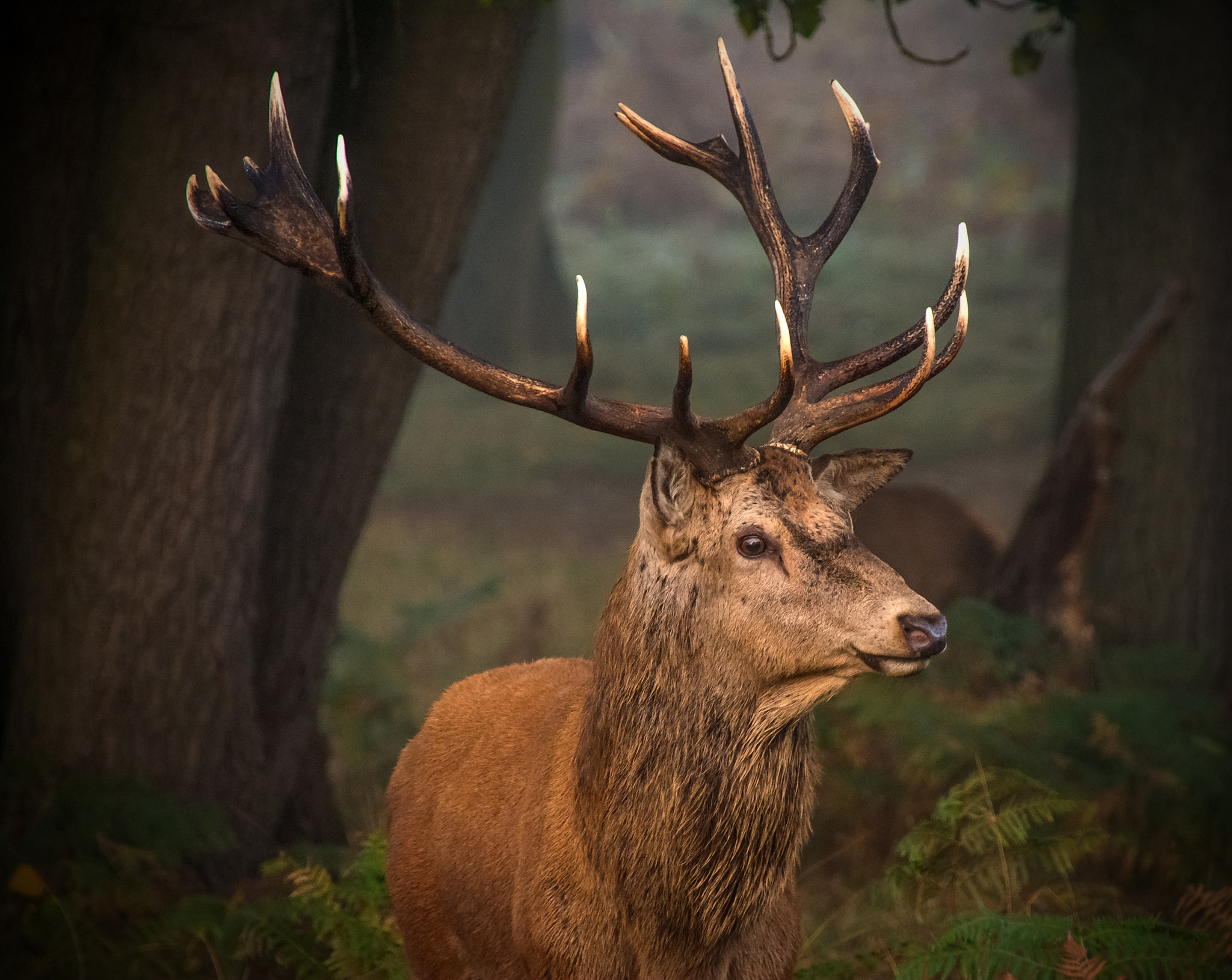 Nikon D5200 + Tamron AF 18-270mm F3.5-6.3 Di II VC LD Aspherical (IF) MACRO sample photo. Stag in the morning light photography