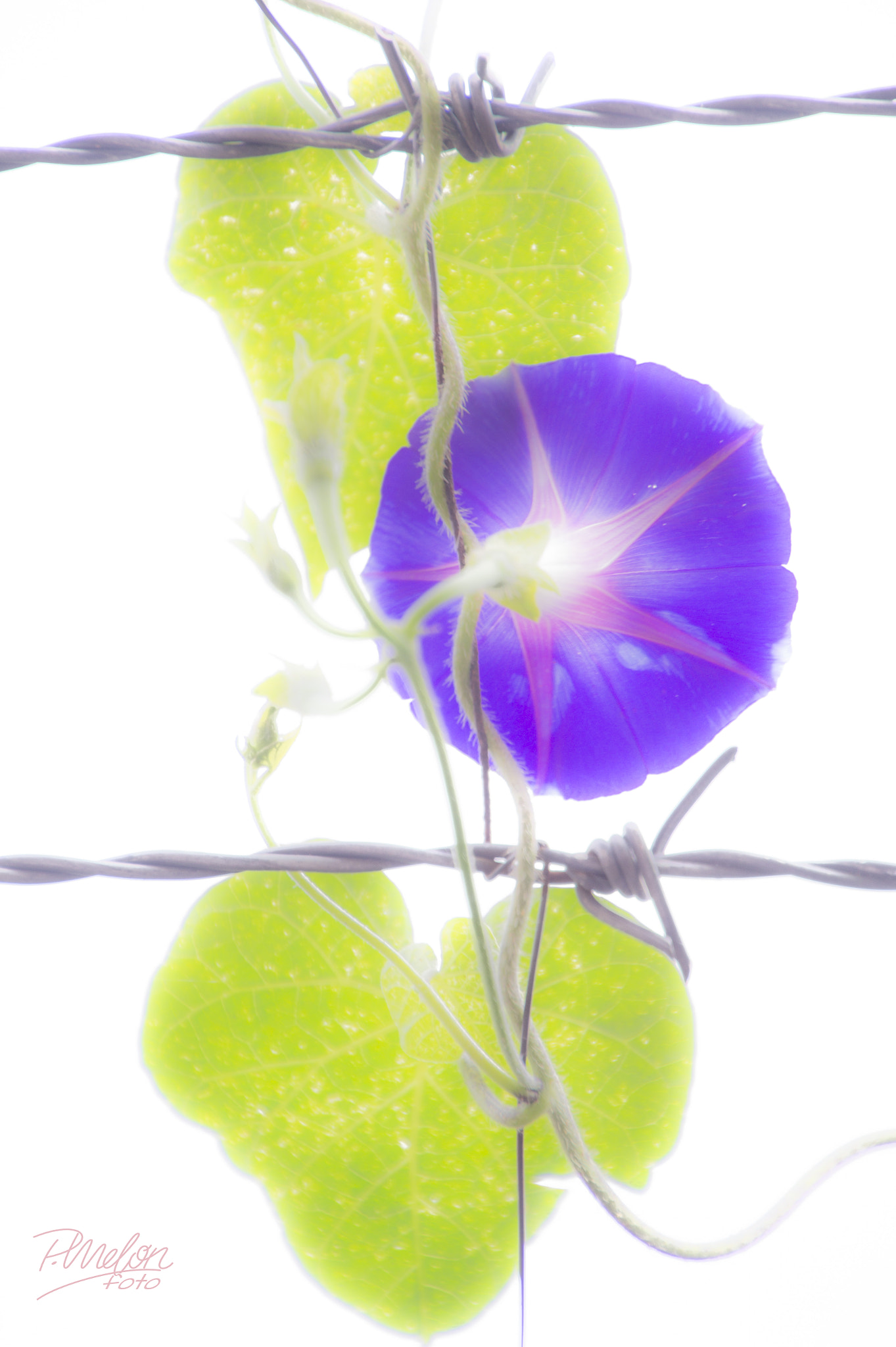 Tamron 16-300mm F3.5-6.3 Di II VC PZD Macro sample photo. Ipomoea encarcelada photography