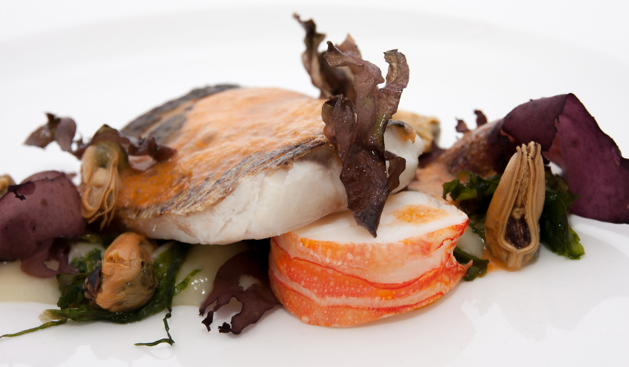 Canon EOS 40D sample photo. Fish 2 photography