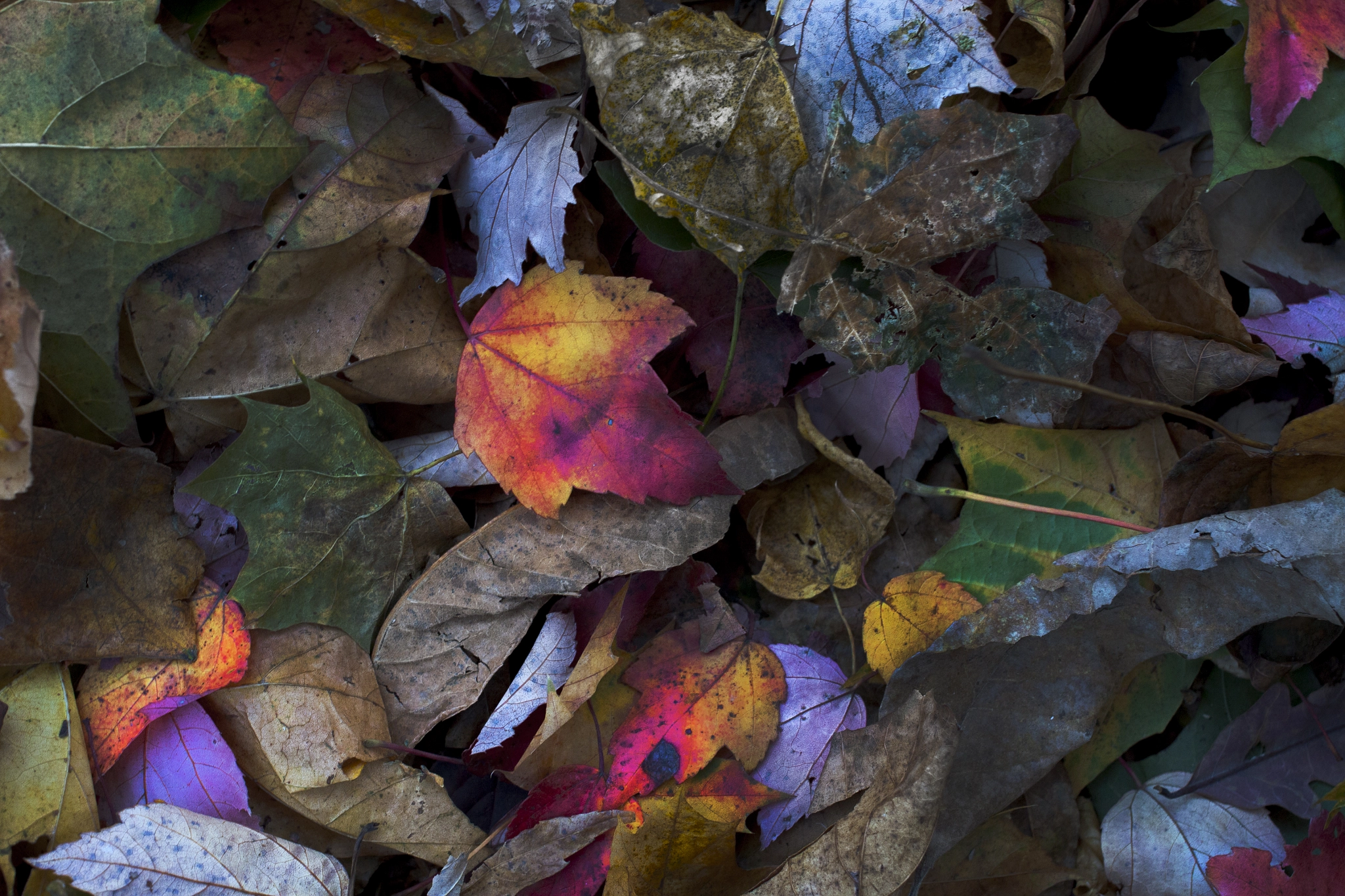 Canon EF 40mm F2.8 STM sample photo. Already autumn photography
