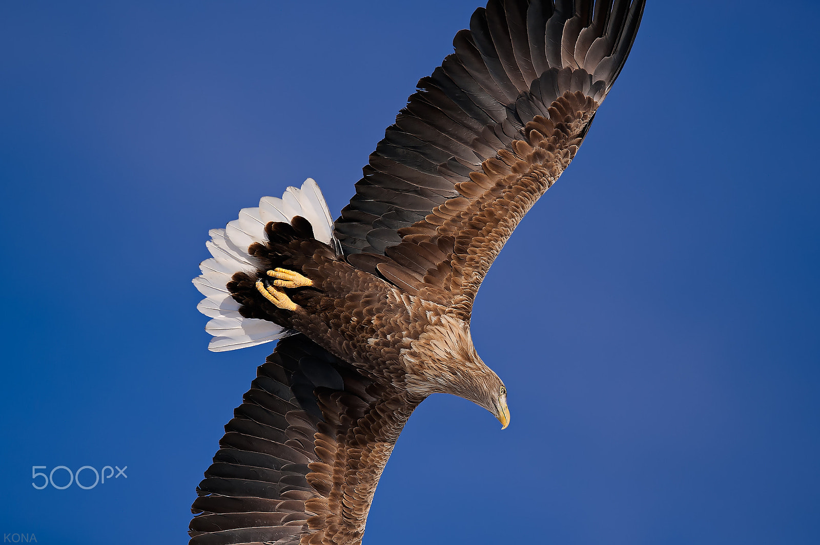 Nikon AF-S Nikkor 400mm F2.8G ED VR II sample photo. Ojirowasi   30608061165. photography
