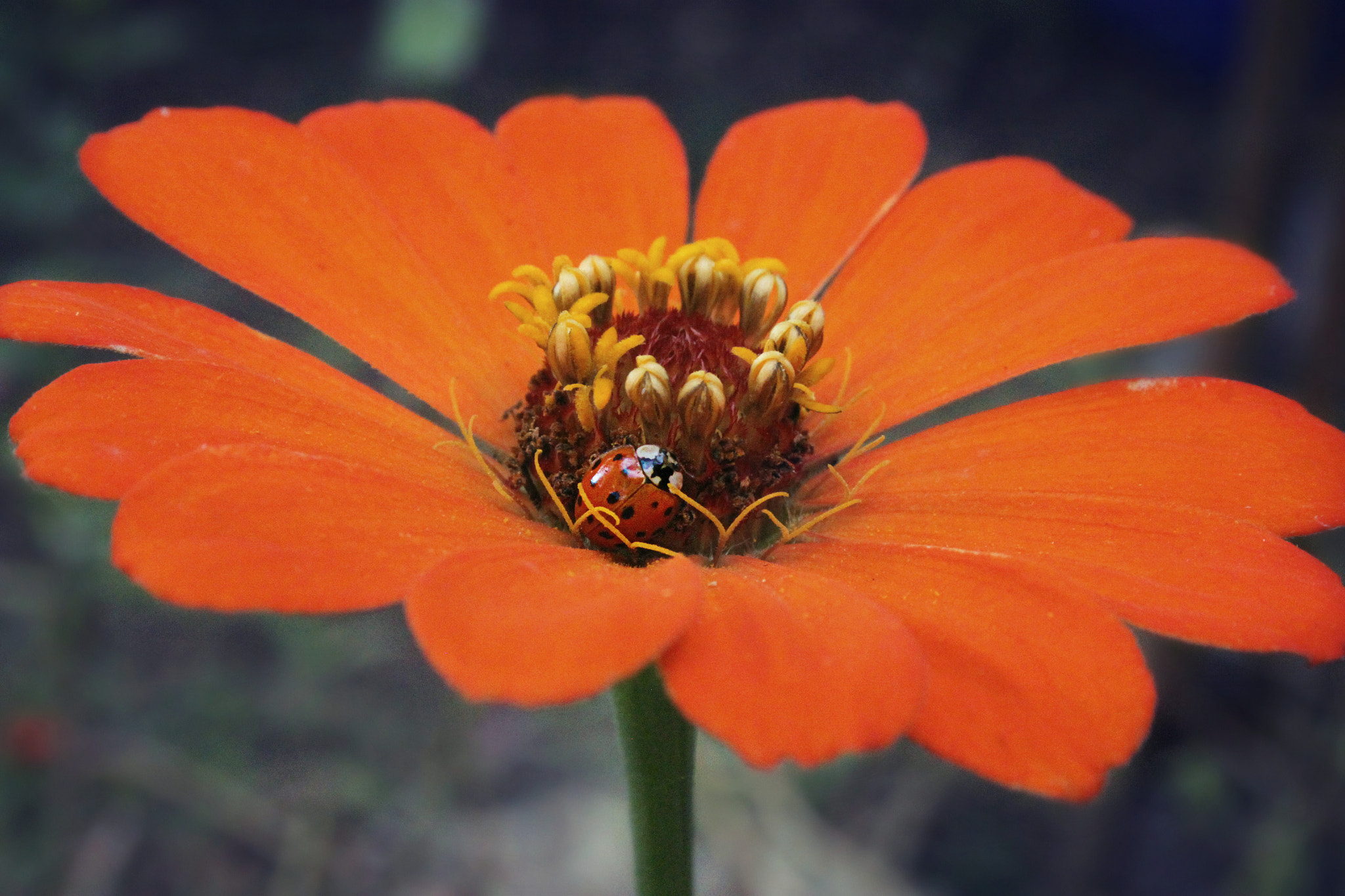 Canon EOS 500D (EOS Rebel T1i / EOS Kiss X3) + Canon EF-S 18-55mm F3.5-5.6 II sample photo. Ladybug on orange zinnia photography