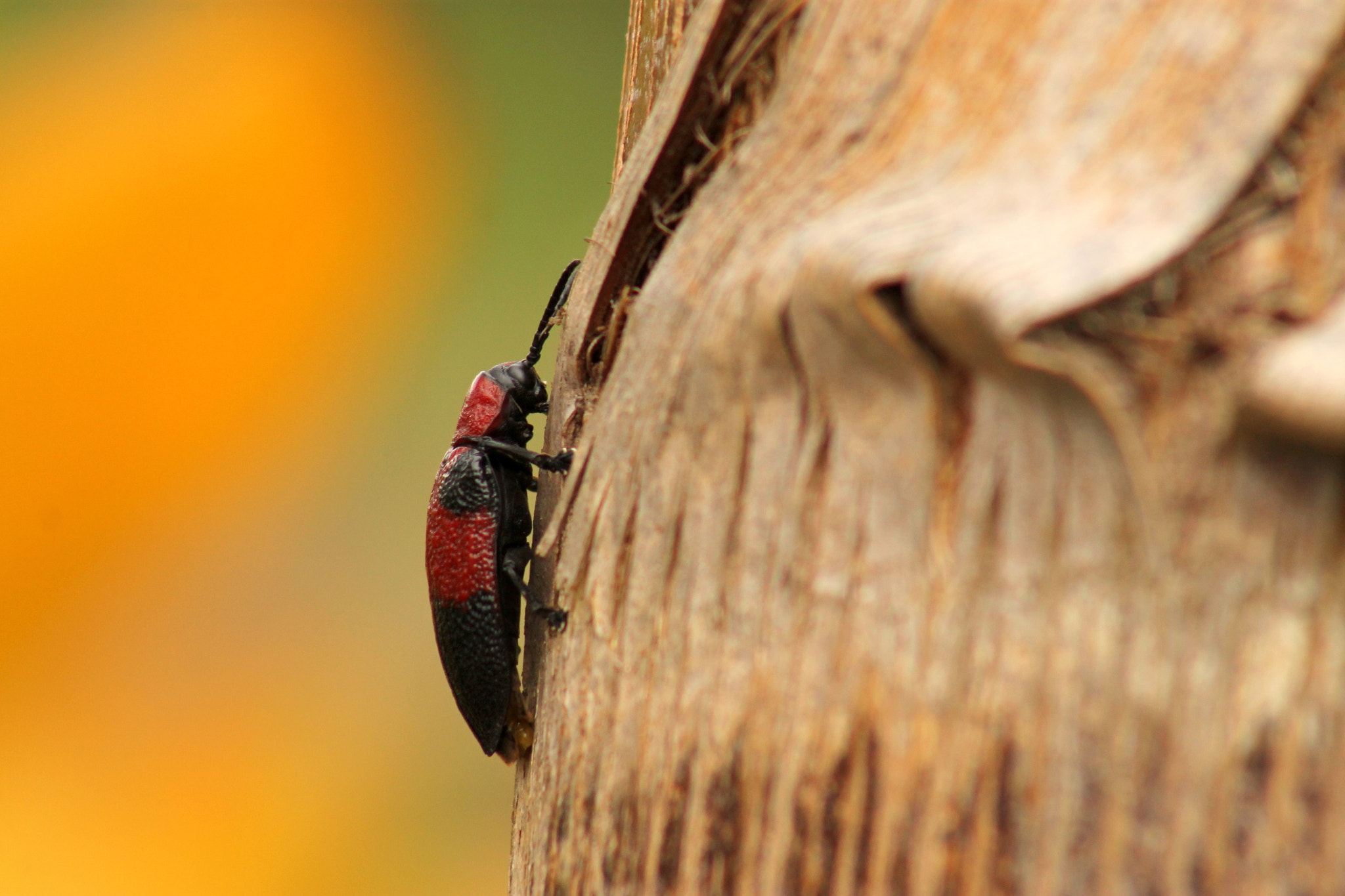 Canon EF 75-300mm f/4-5.6 USM sample photo. Colors of nature... photography