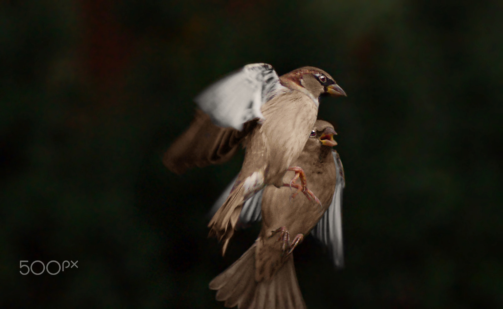 Sony 75-300mm F4.5-5.6 sample photo. I said turn right!! photography