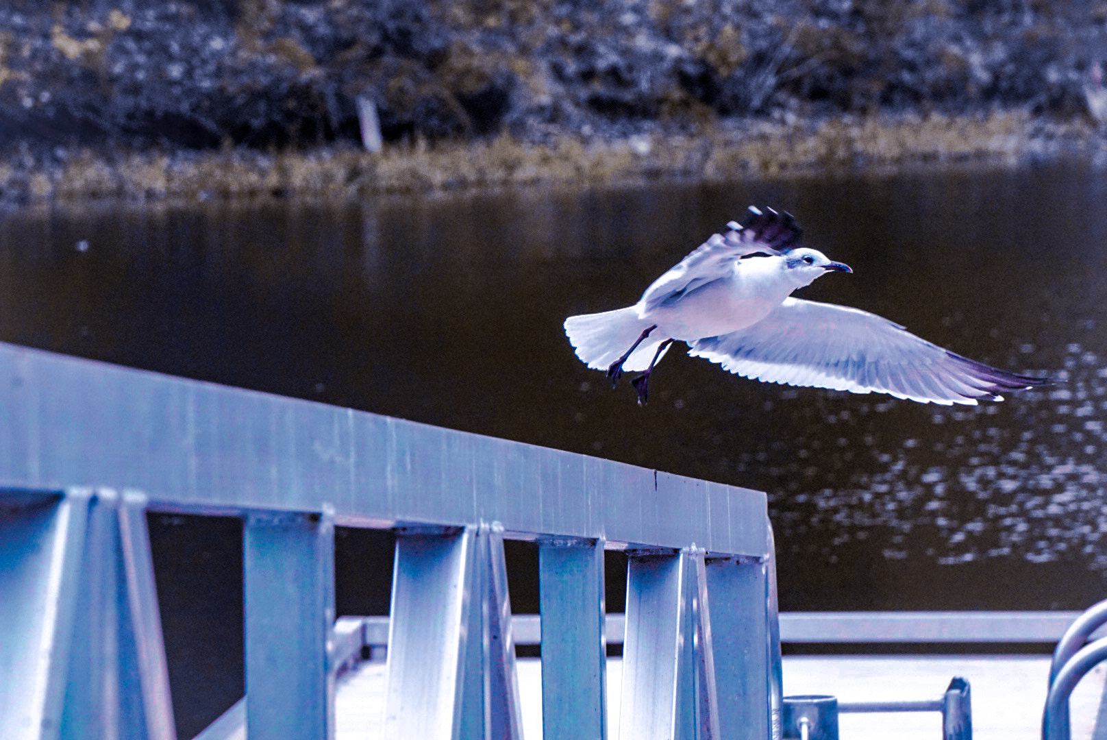 Sony E 55-210mm F4.5-6.3 OSS sample photo. Taking flight photography