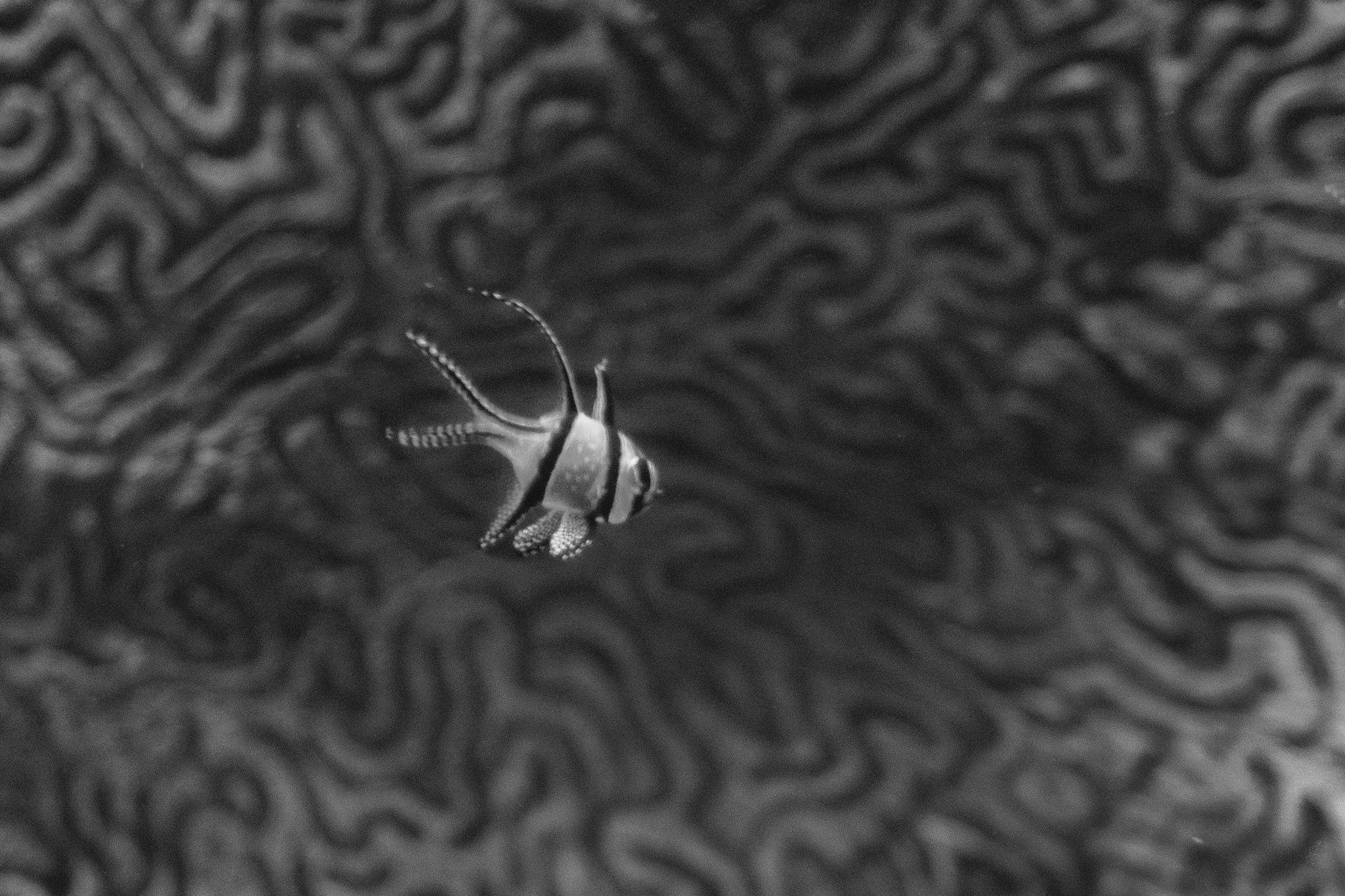 Samsung NX500 + Samsung NX 30mm F2 Pancake sample photo. The pulsating brain at the centre of the universe as imagined by a fish photography
