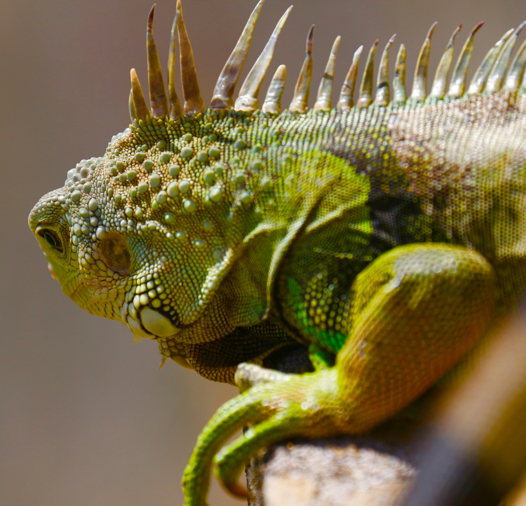 Canon EOS 650D (EOS Rebel T4i / EOS Kiss X6i) + Canon EF 70-300mm F4-5.6L IS USM sample photo. A lizard of many colors photography