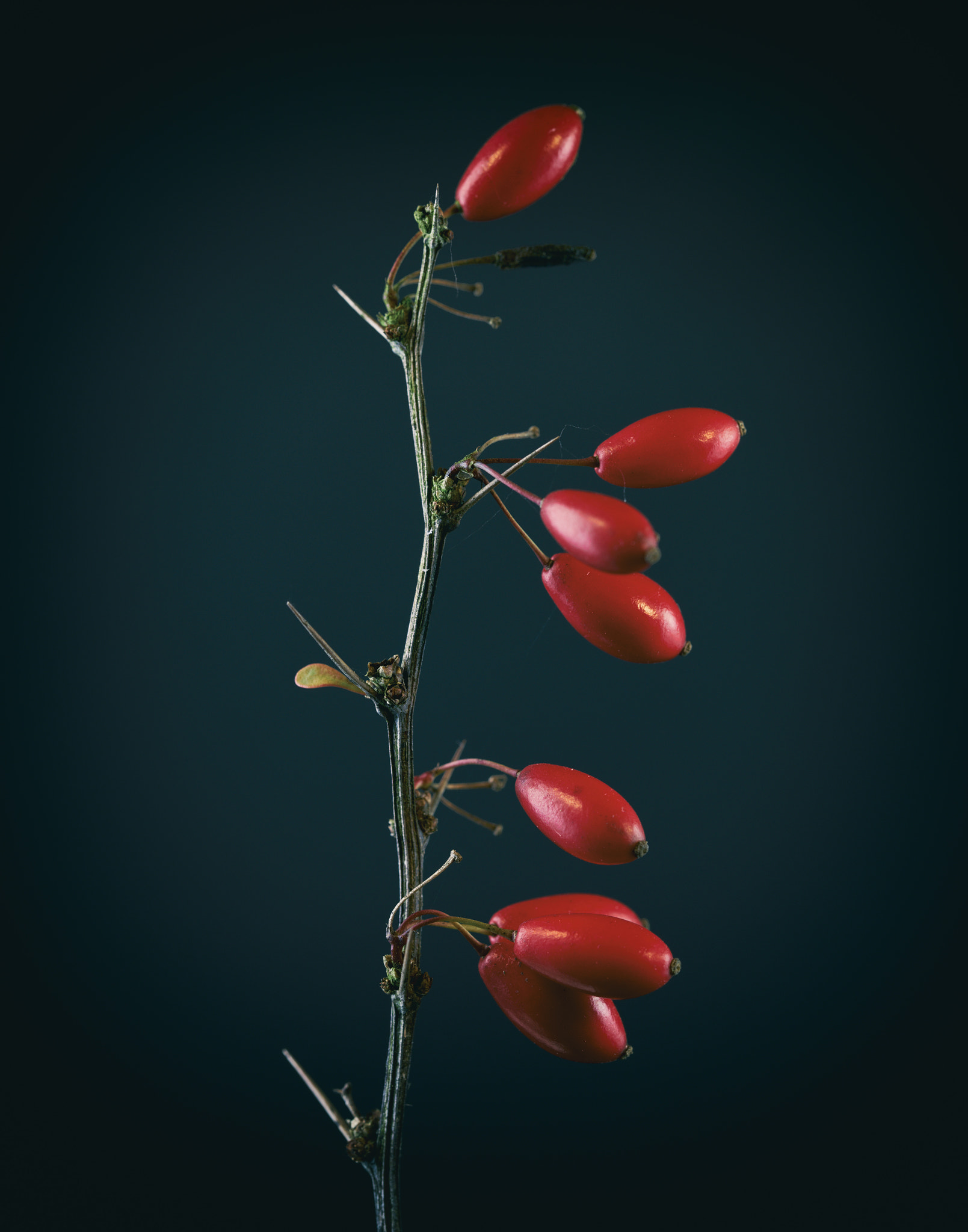 Sony a7 sample photo. Fall berries. photography