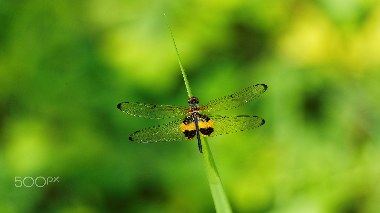 Tamron SP 150-600mm F5-6.3 Di VC USD sample photo. Dragonfly2 photography