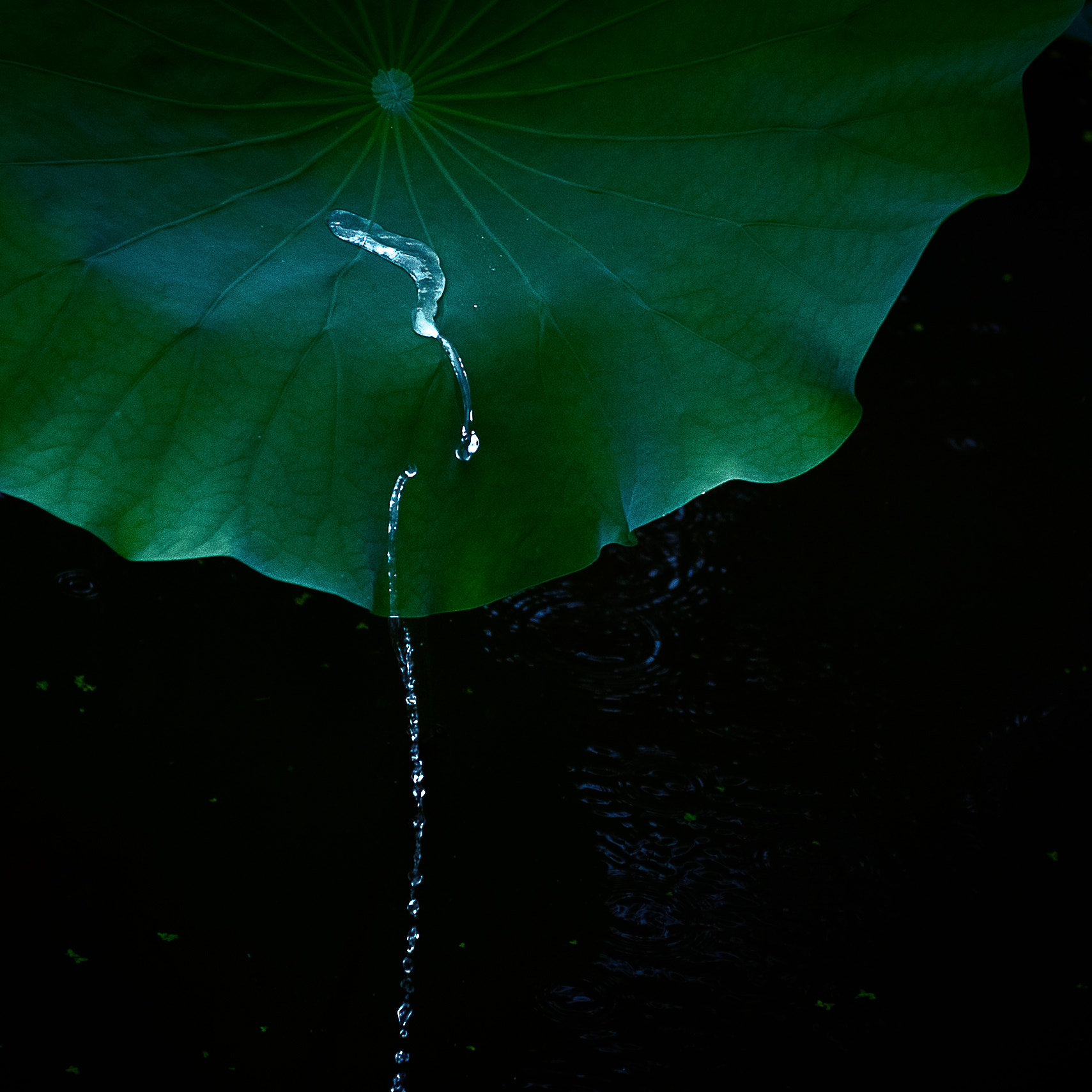 Nikon AF-S Nikkor 24-70mm F2.8E ED VR sample photo. Lotus leaf photography