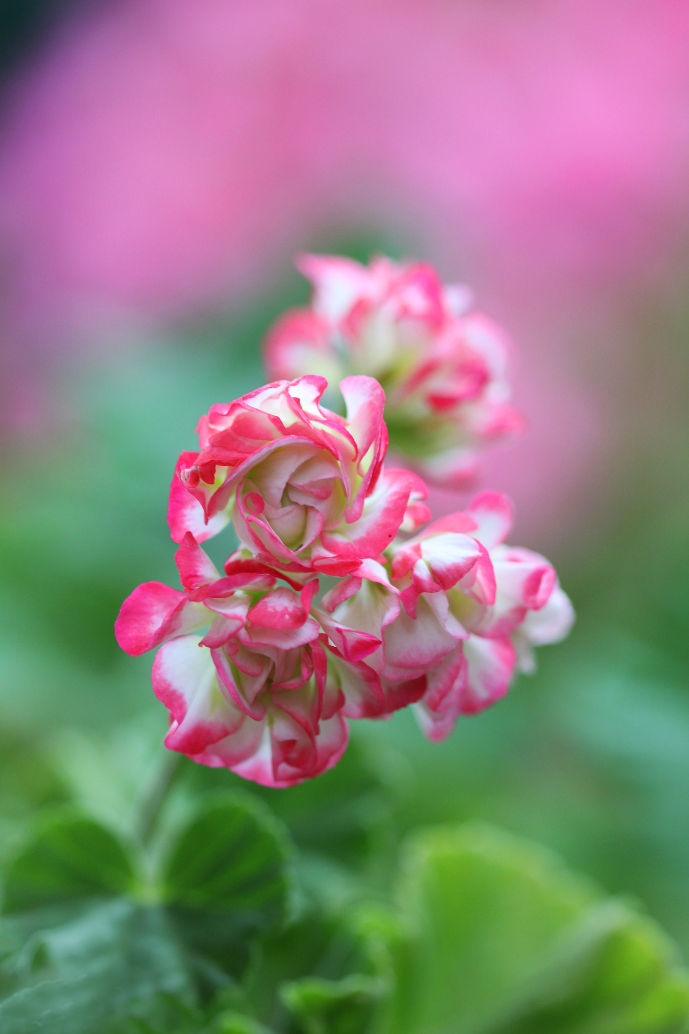 Canon EF 100mm F2.8 Macro USM sample photo. Secret garden photography