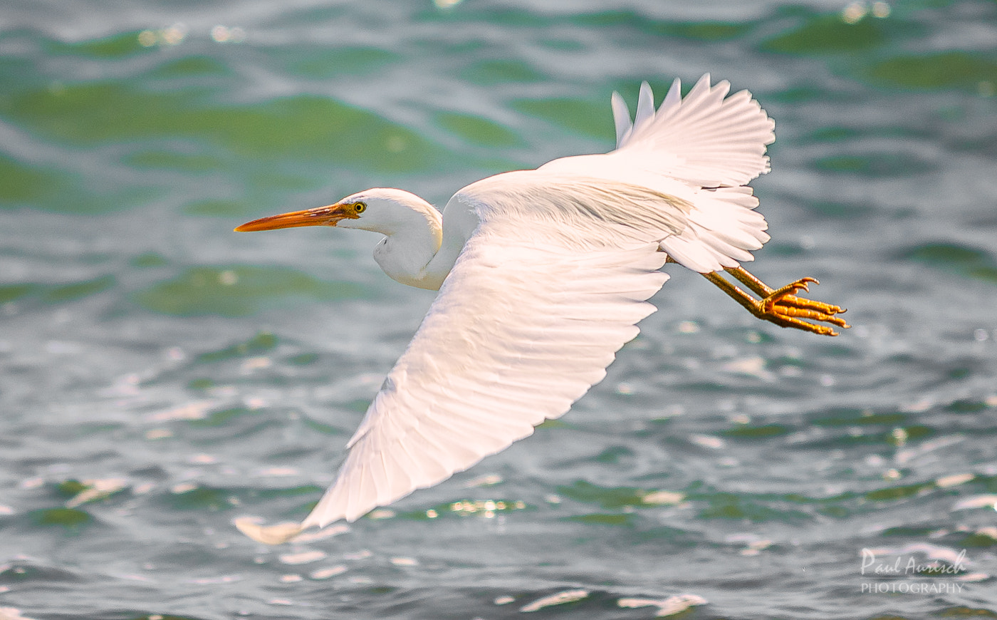 Nikon AF-S Nikkor 70-200mm F4G ED VR sample photo. Eastern great egret photography