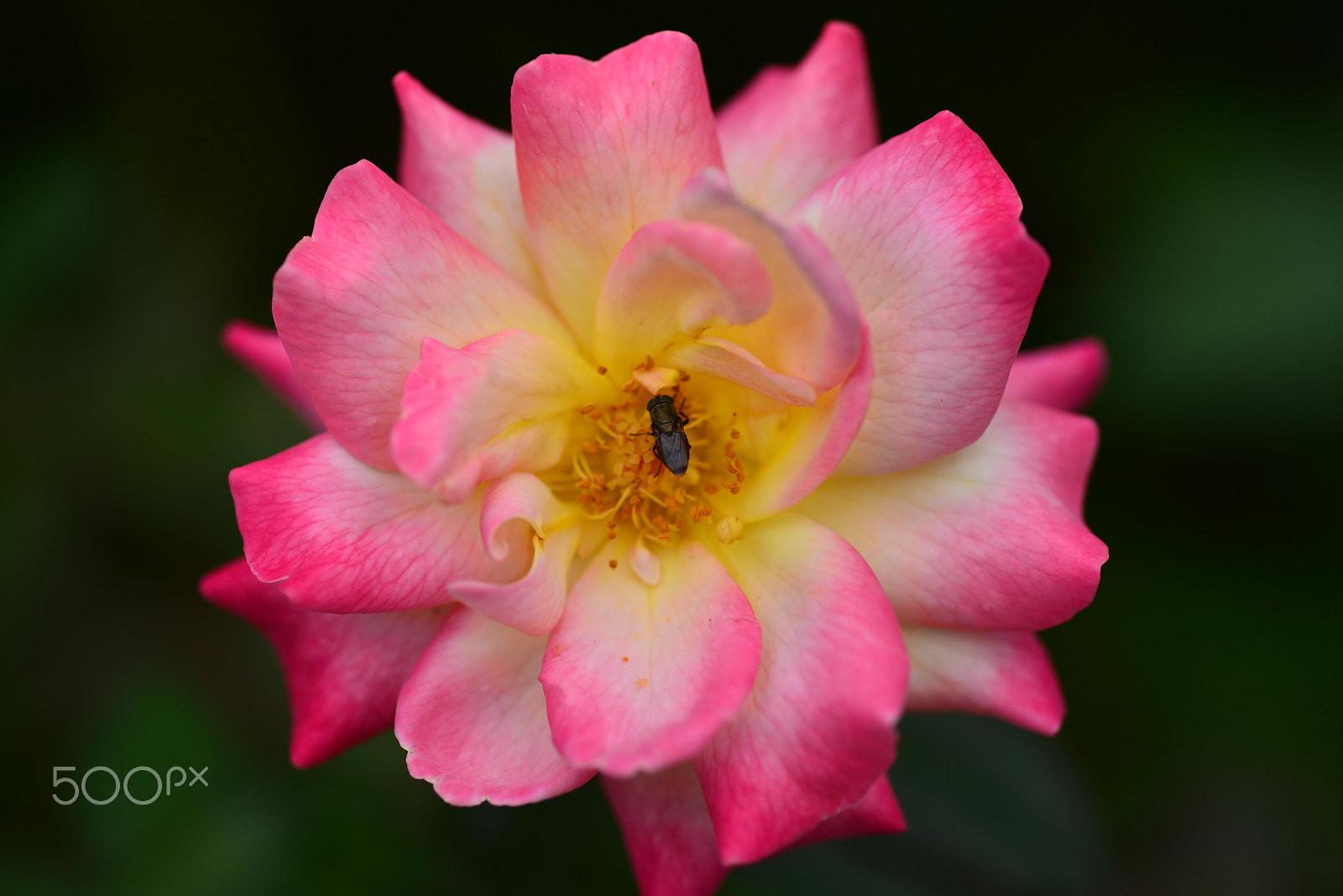 Nikon D600 sample photo. Rose in the autumn photography