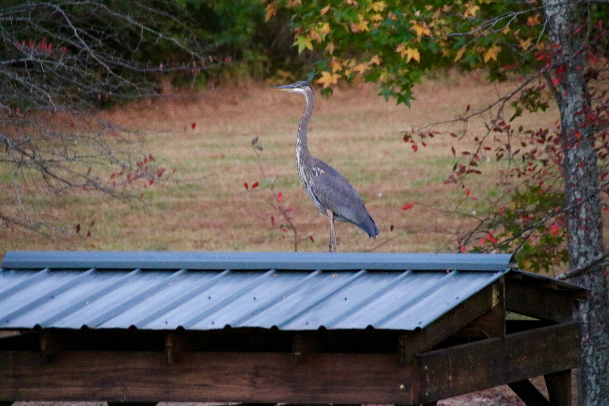 Canon EOS 760D (EOS Rebel T6s / EOS 8000D) + Canon EF 75-300mm F4.0-5.6 IS USM sample photo. Evening with our heron. photography