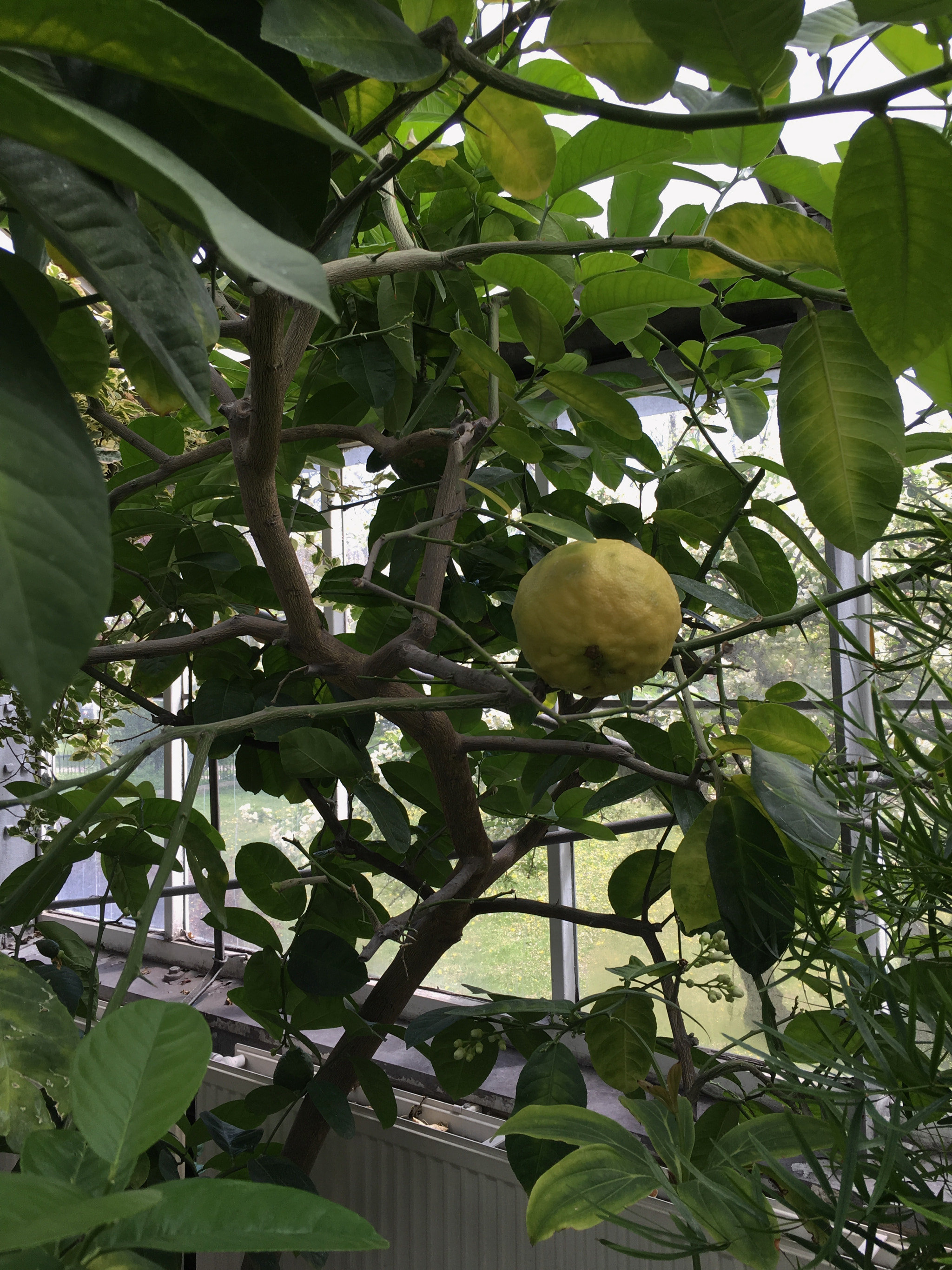Jag.gr 645 PRO Mk III for Apple iPhone 6s Plus sample photo