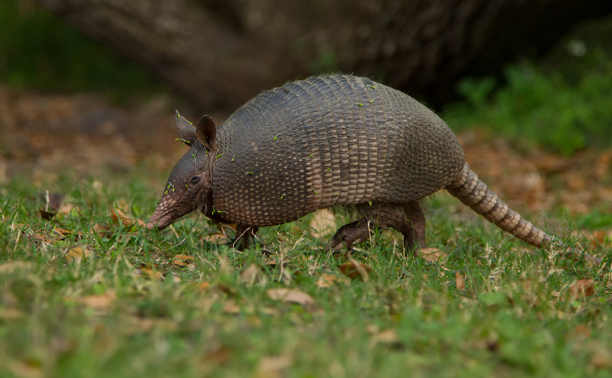 Canon EOS-1D Mark IV + Canon EF 24-105mm F4L IS USM sample photo. Nine banded armadillo photography