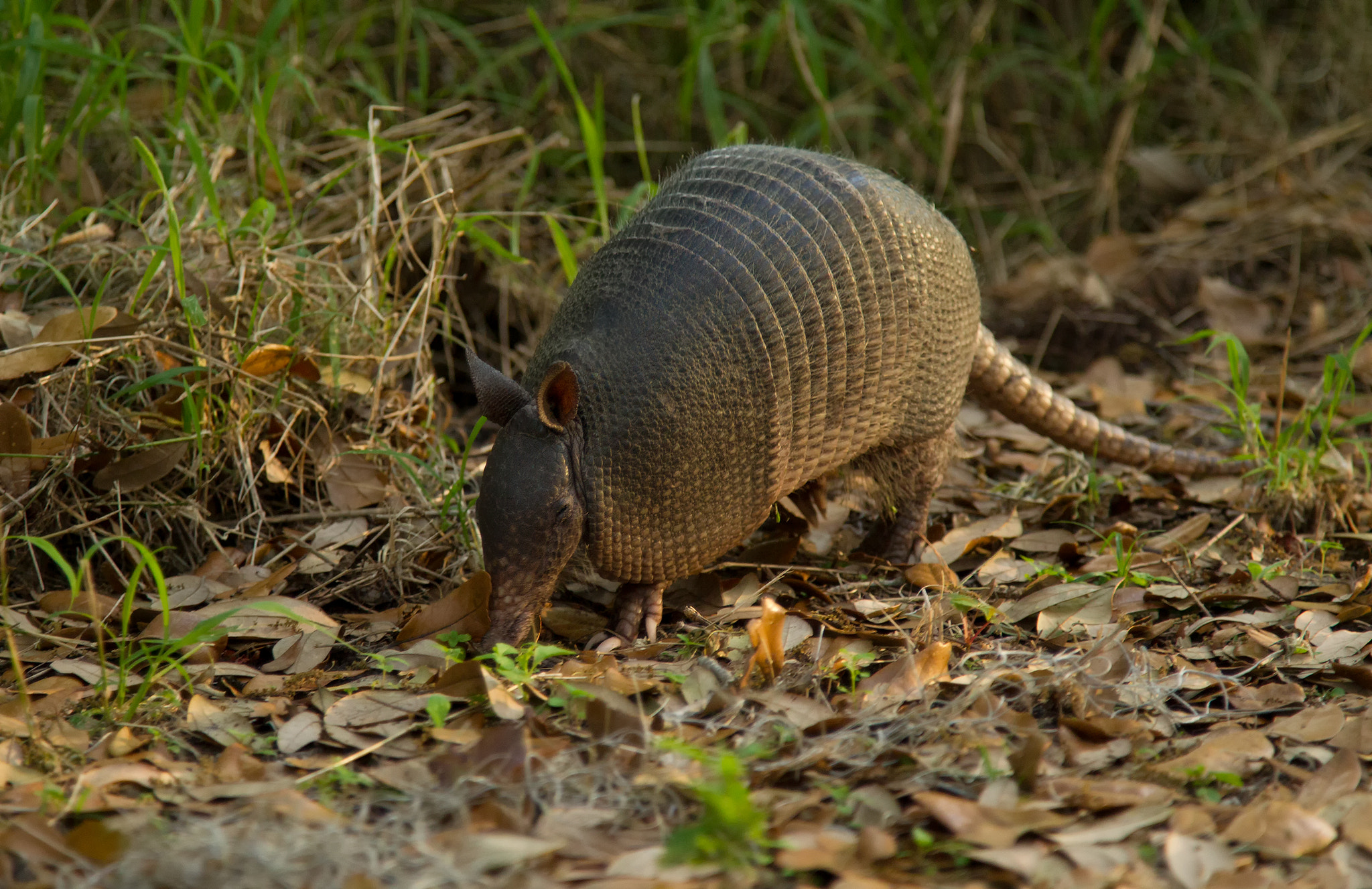 Canon EOS-1D Mark IV sample photo. Nine banded armadillo photography