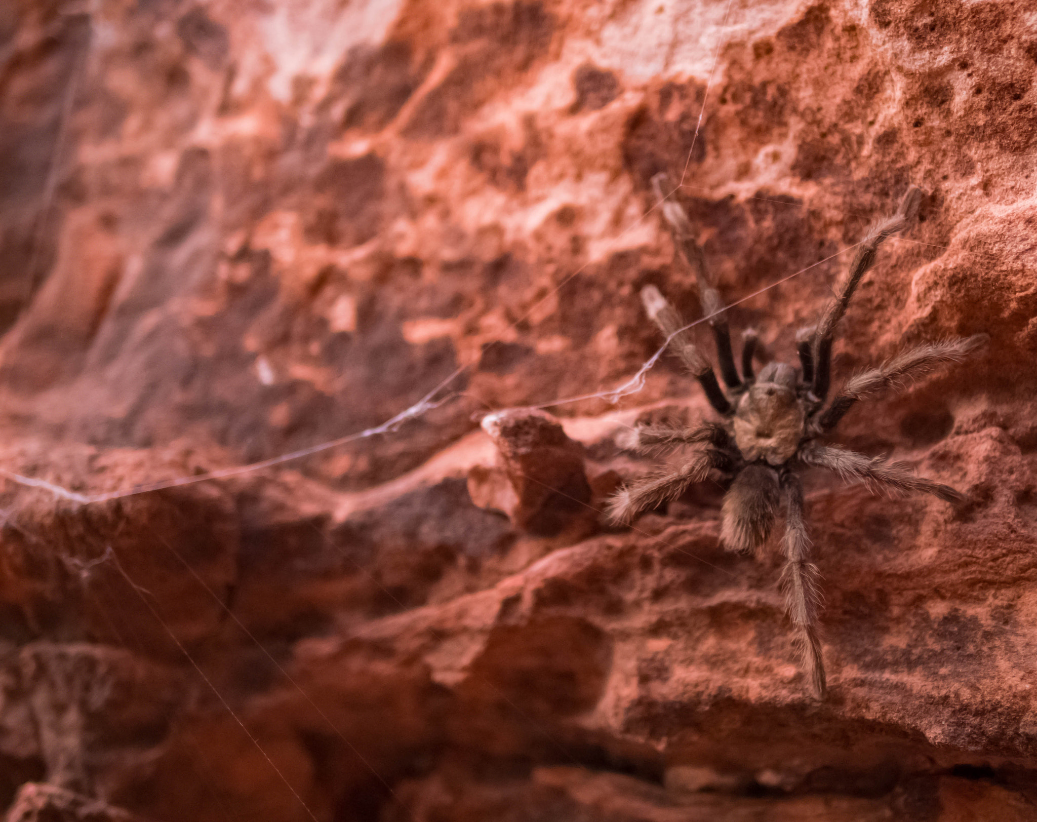 Panasonic Lumix DMC-GX8 + Panasonic Leica DG Summilux 25mm F1.4 II ASPH sample photo. Spider in her web photography