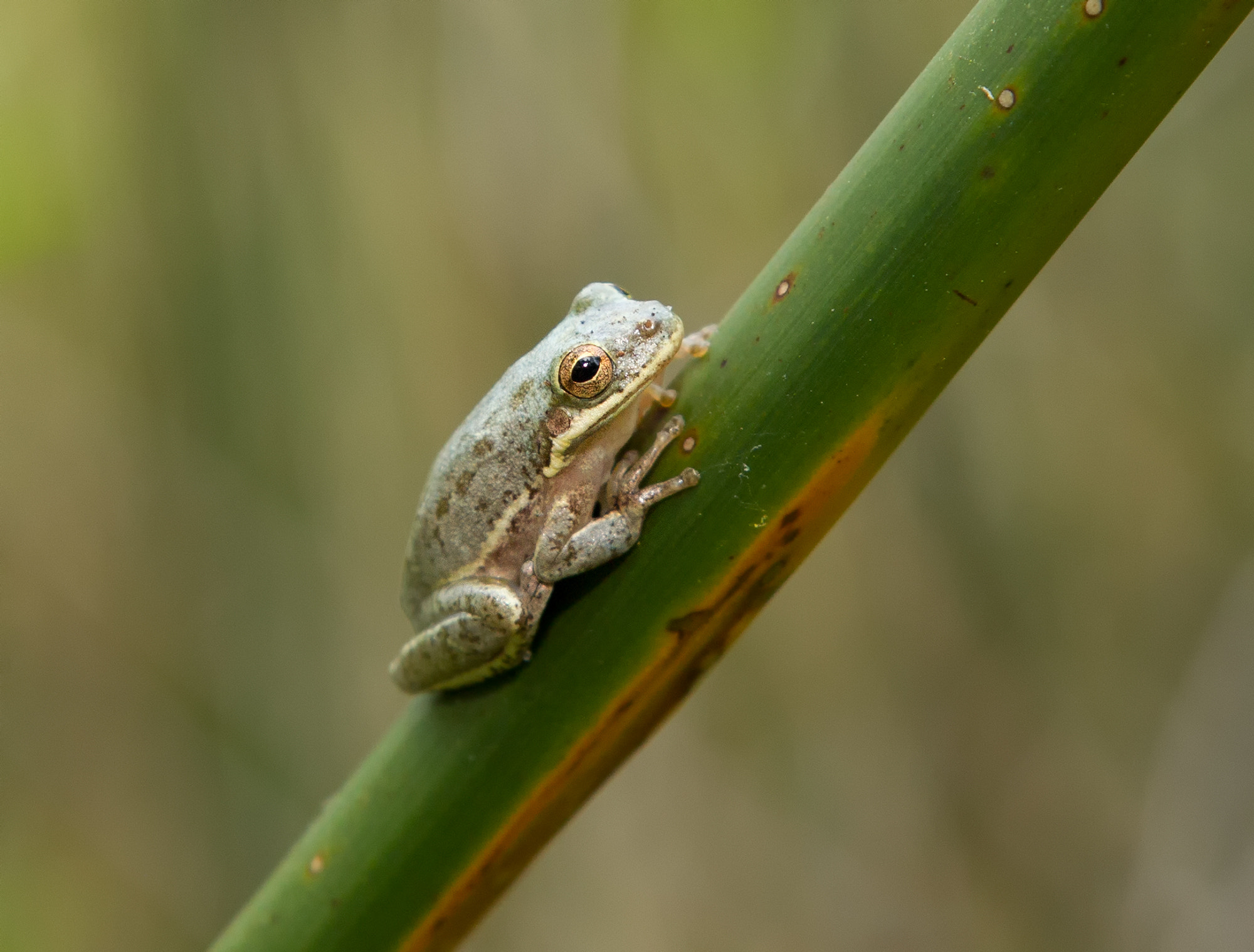 Canon EOS-1D Mark IV + Canon EF 24-105mm F4L IS USM sample photo. Barking tree frog photography
