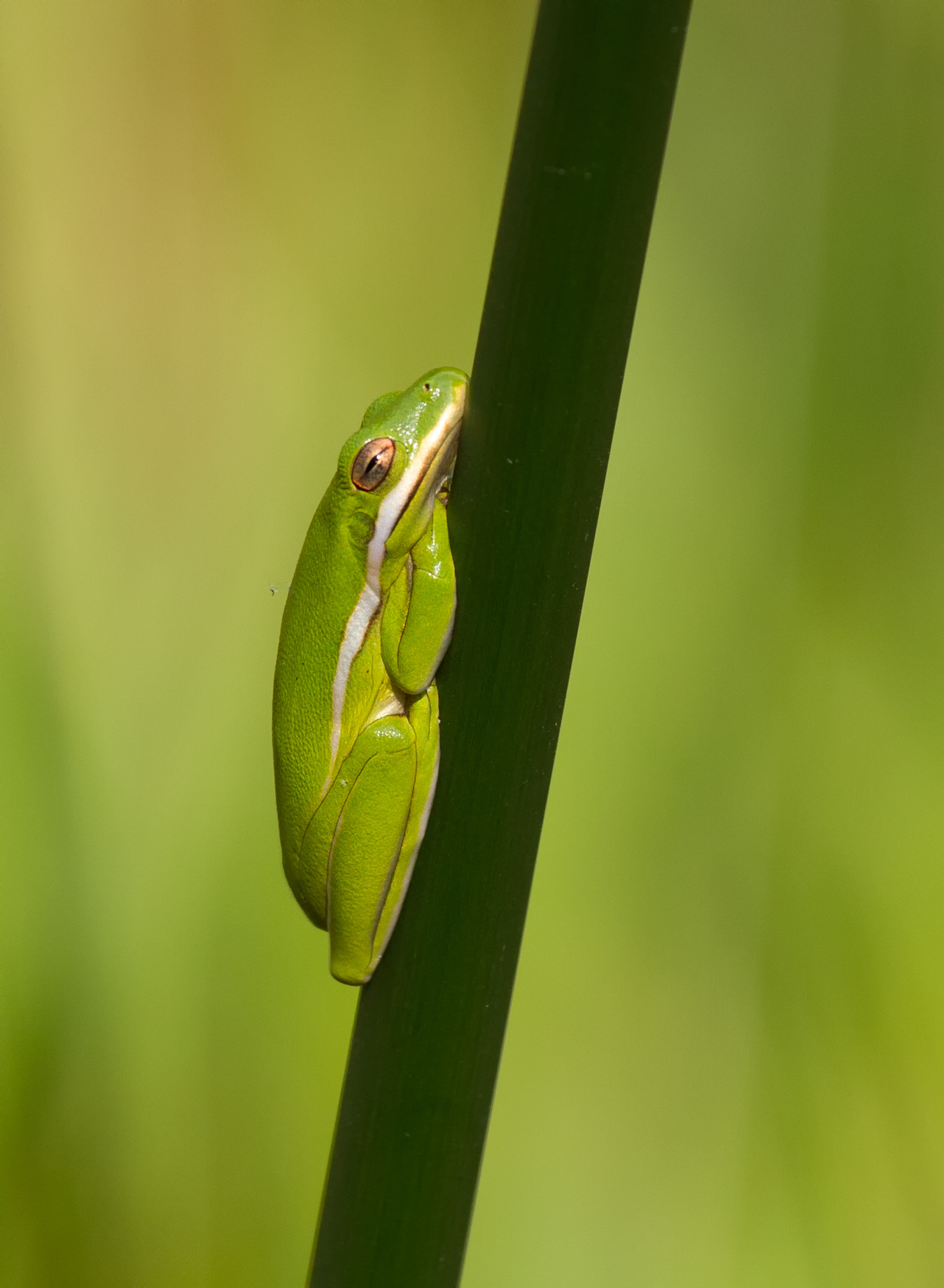 Canon EOS-1D Mark IV + Canon EF 70-200mm F4L IS USM sample photo. Green treefrog photography