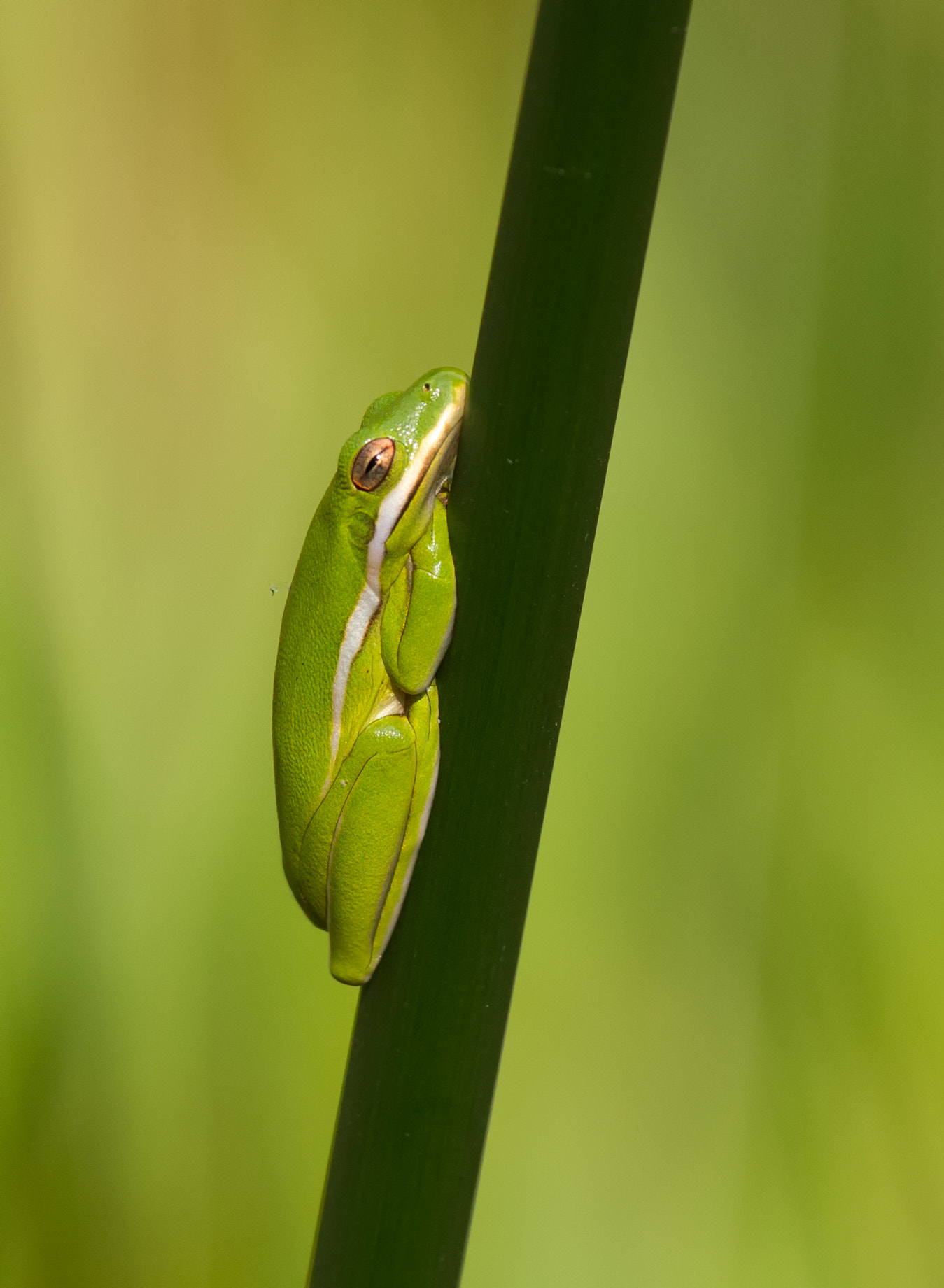 Canon EOS-1D Mark IV sample photo. Green treefrog photography