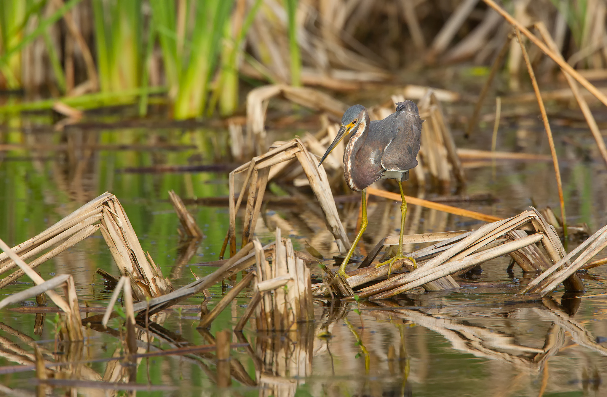 Canon EF 500mm F4L IS USM sample photo. Tri colored heron photography