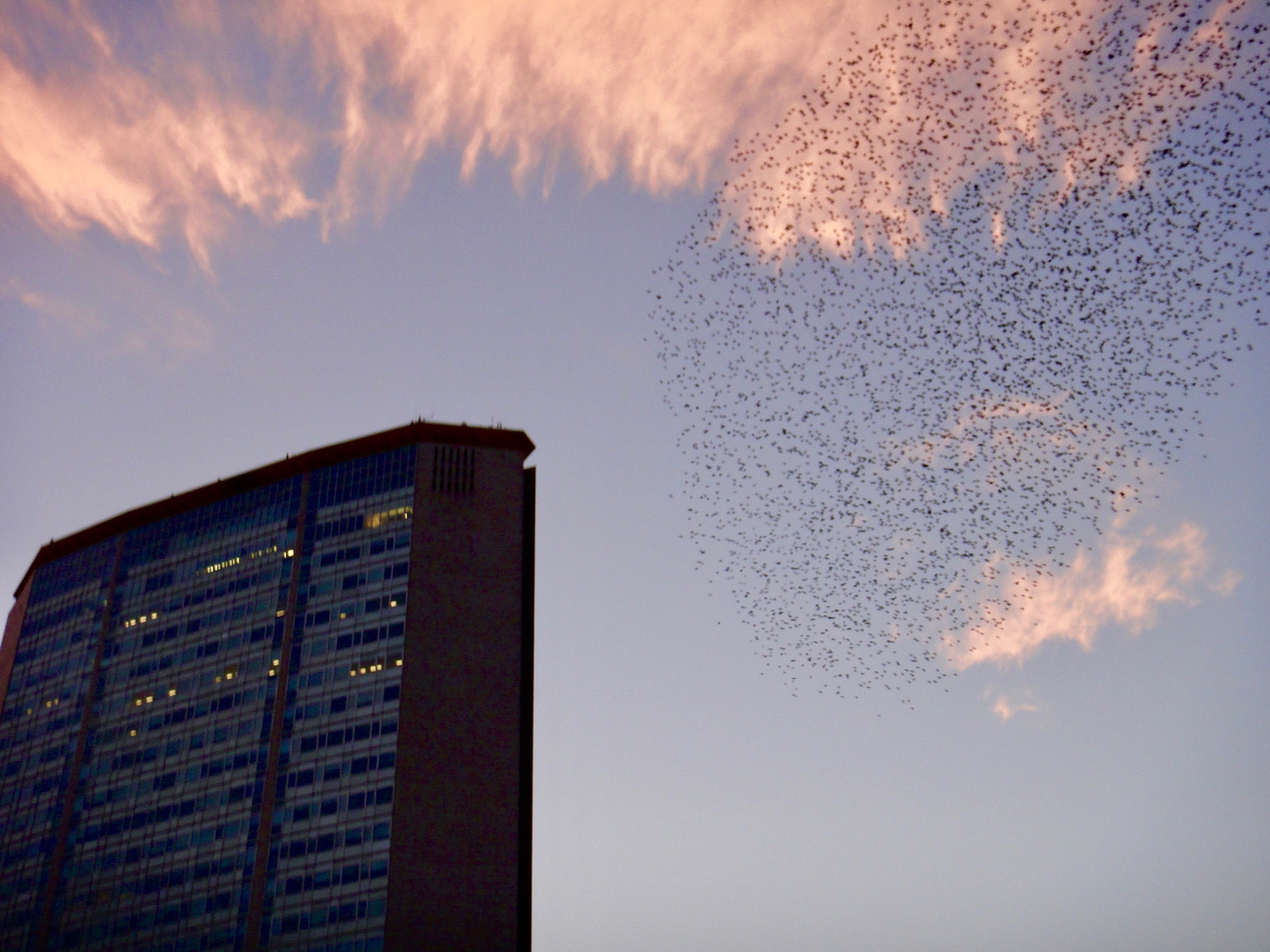 Sony Cyber-shot DSC-TX5 sample photo. Birds and building photography