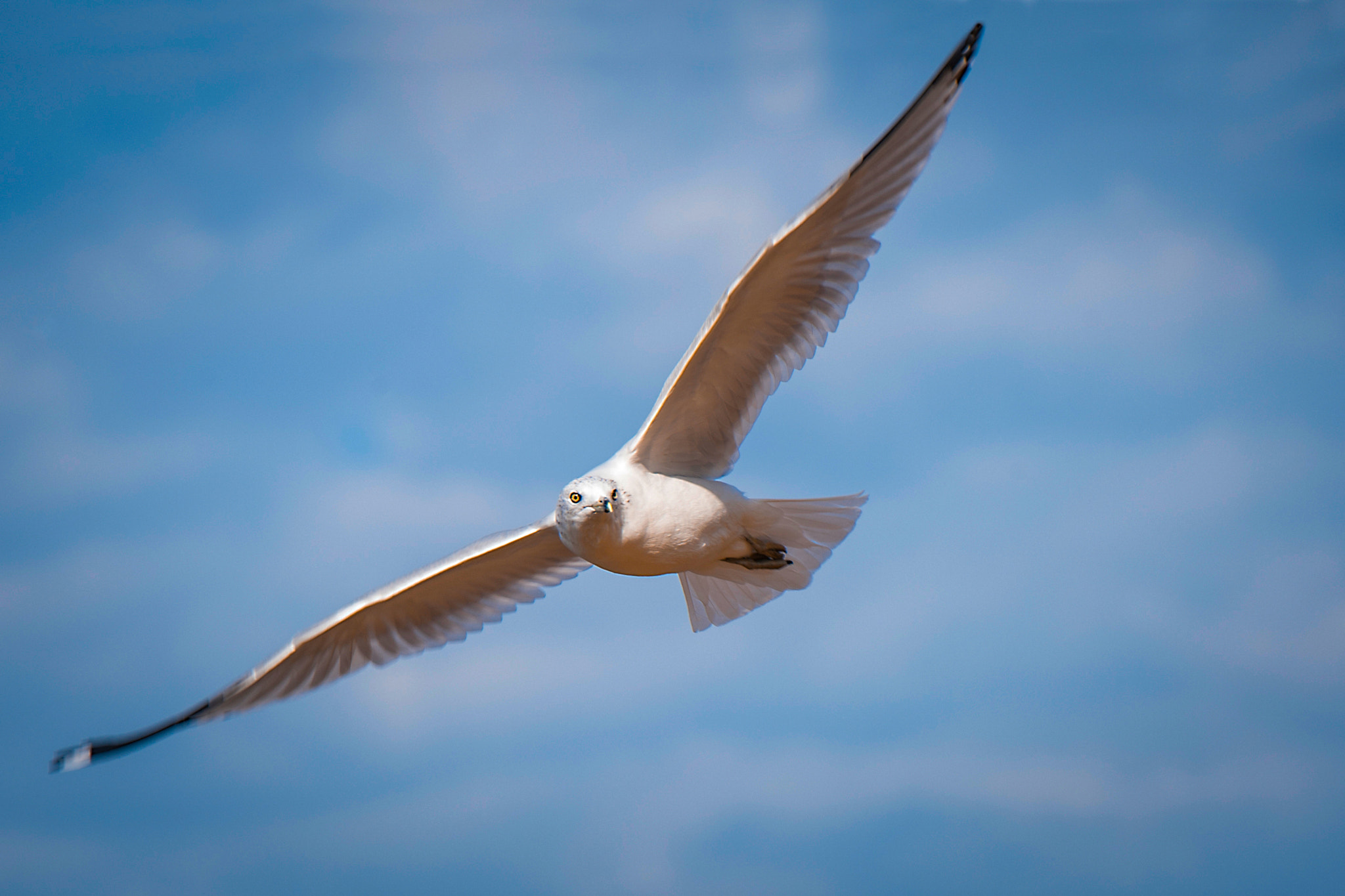 Nikon D3 sample photo. Flying seagull photography