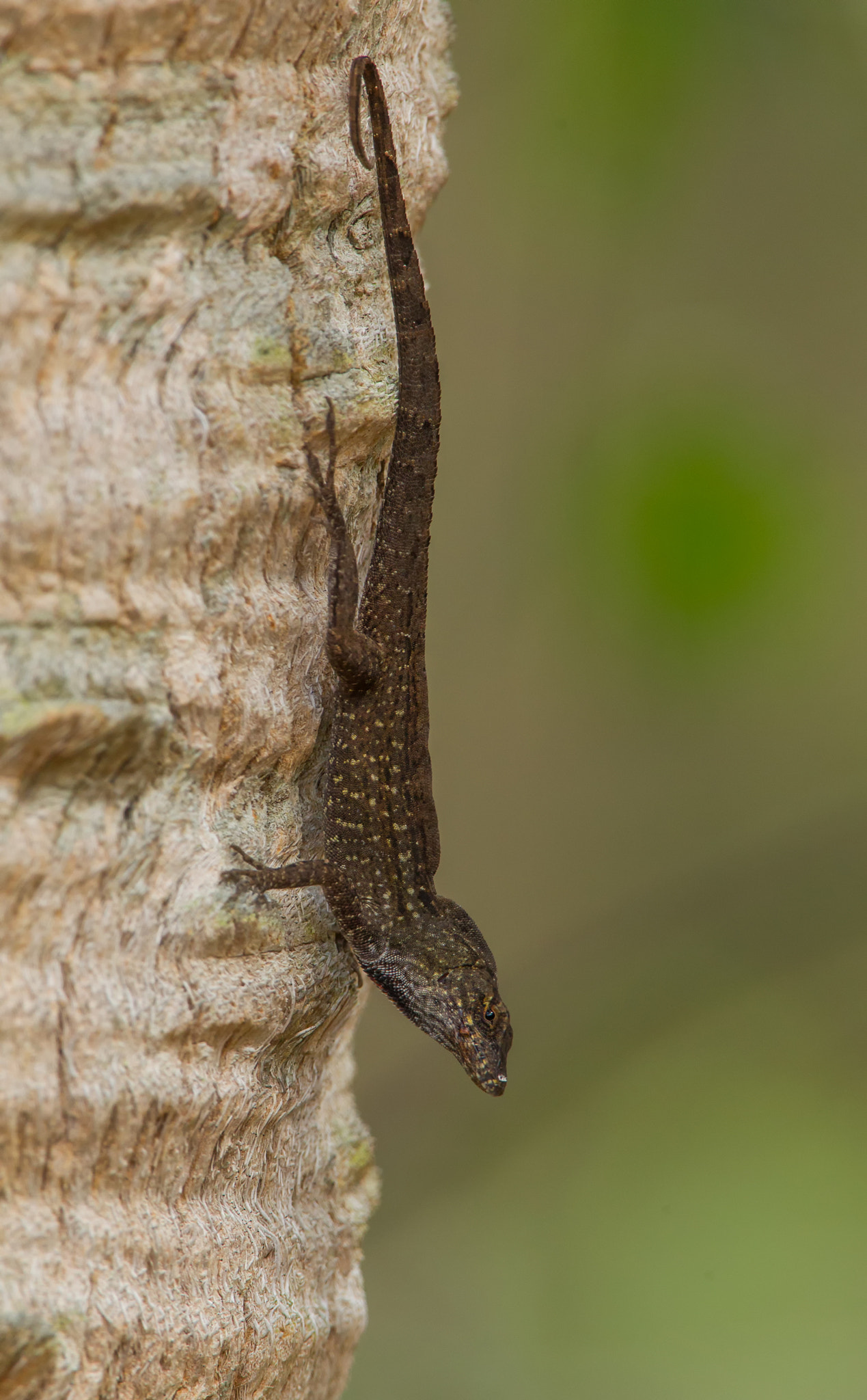 Canon EF 500mm F4L IS USM sample photo. Brown anole photography