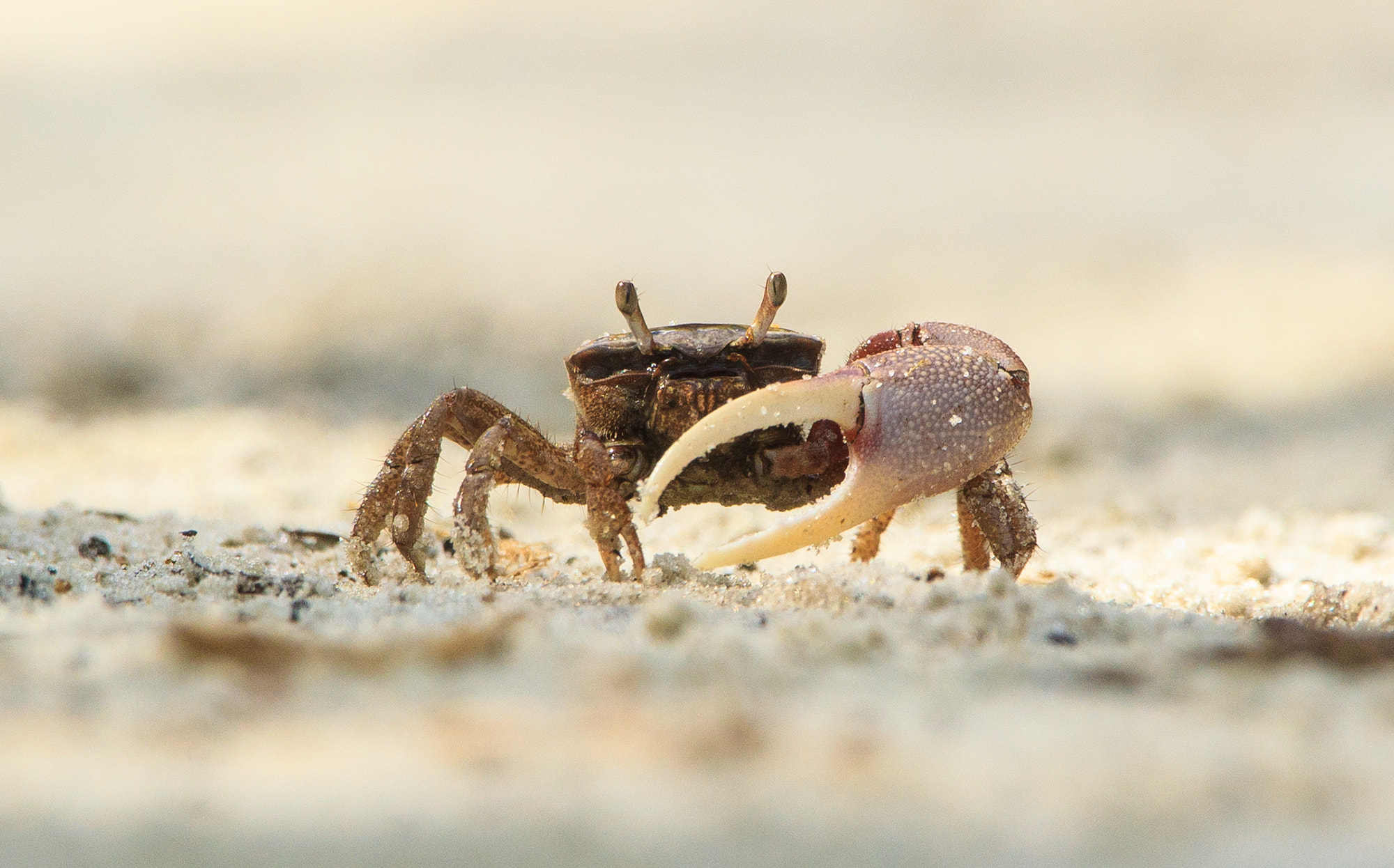 Canon EF 500mm F4L IS USM sample photo. Fiddler crab photography