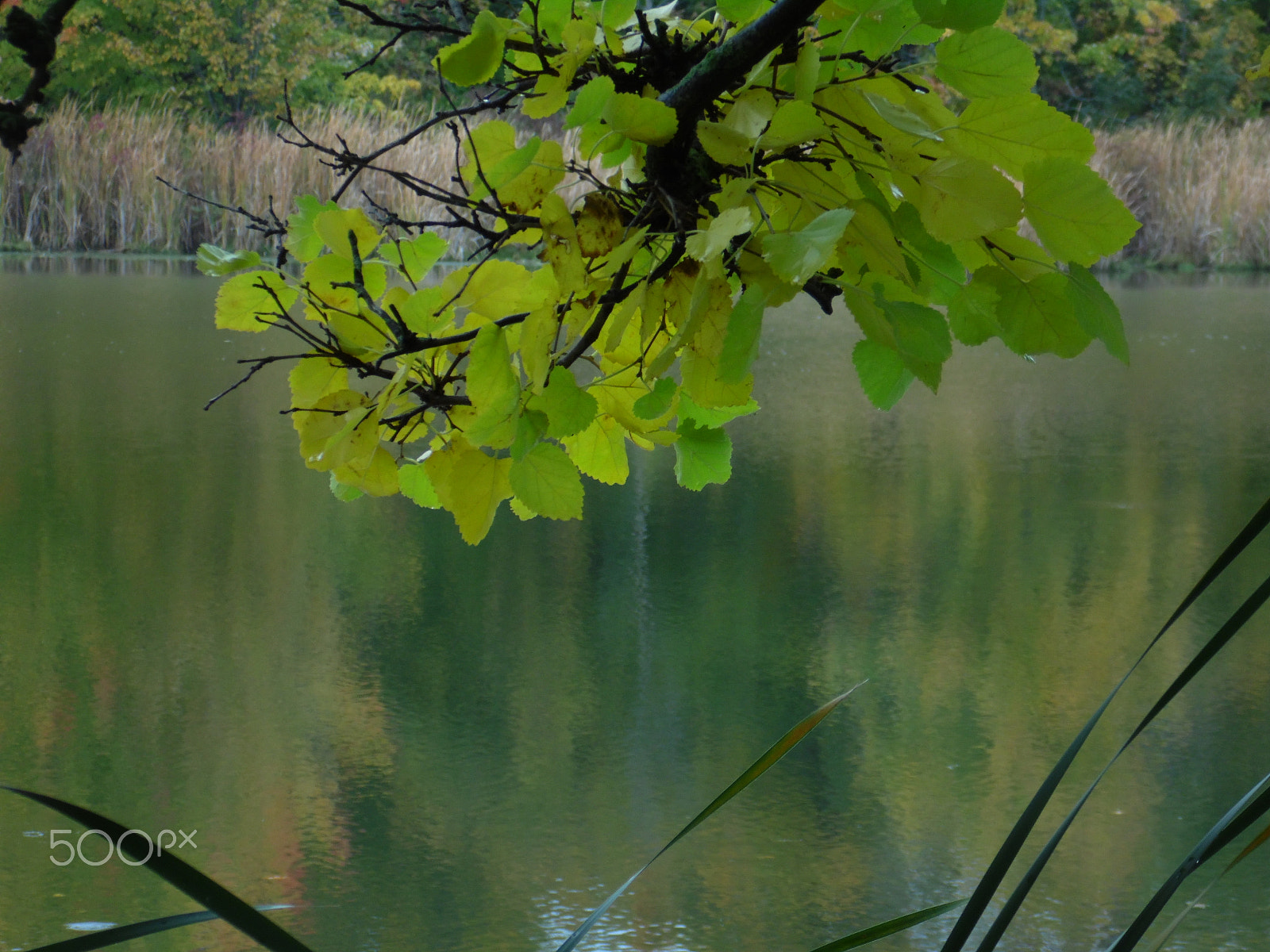 Samsung WB110/  WB111 sample photo. Creekside photography