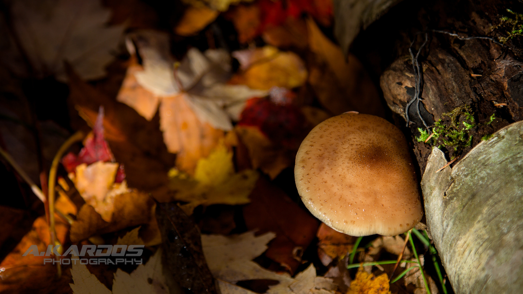 Canon EOS 700D (EOS Rebel T5i / EOS Kiss X7i) + Canon EF 24-105mm F4L IS USM sample photo. Leafs and a mushroom - autumn (2016) photography