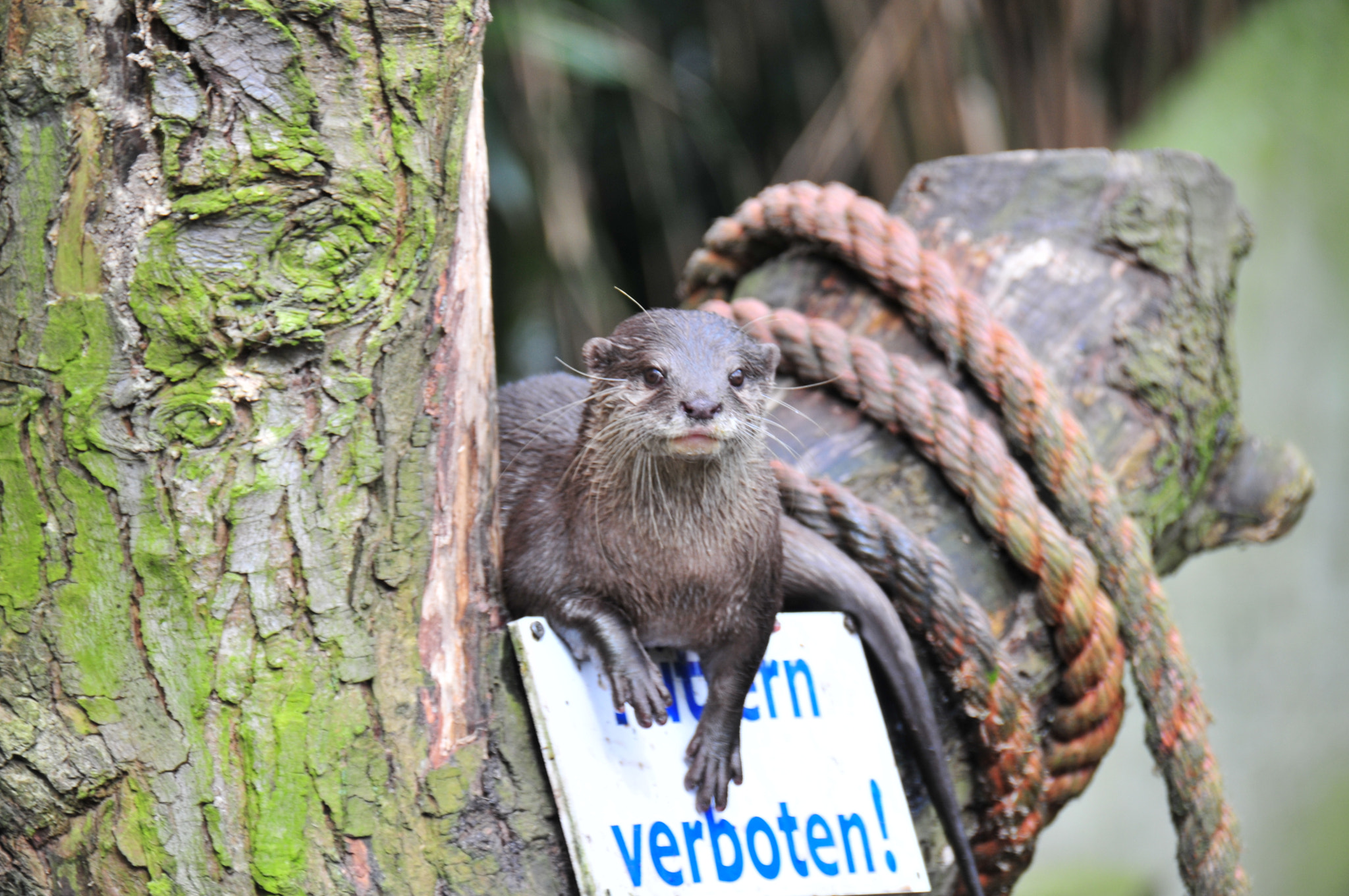 Nikon D300S sample photo. Was guckst du..... photography