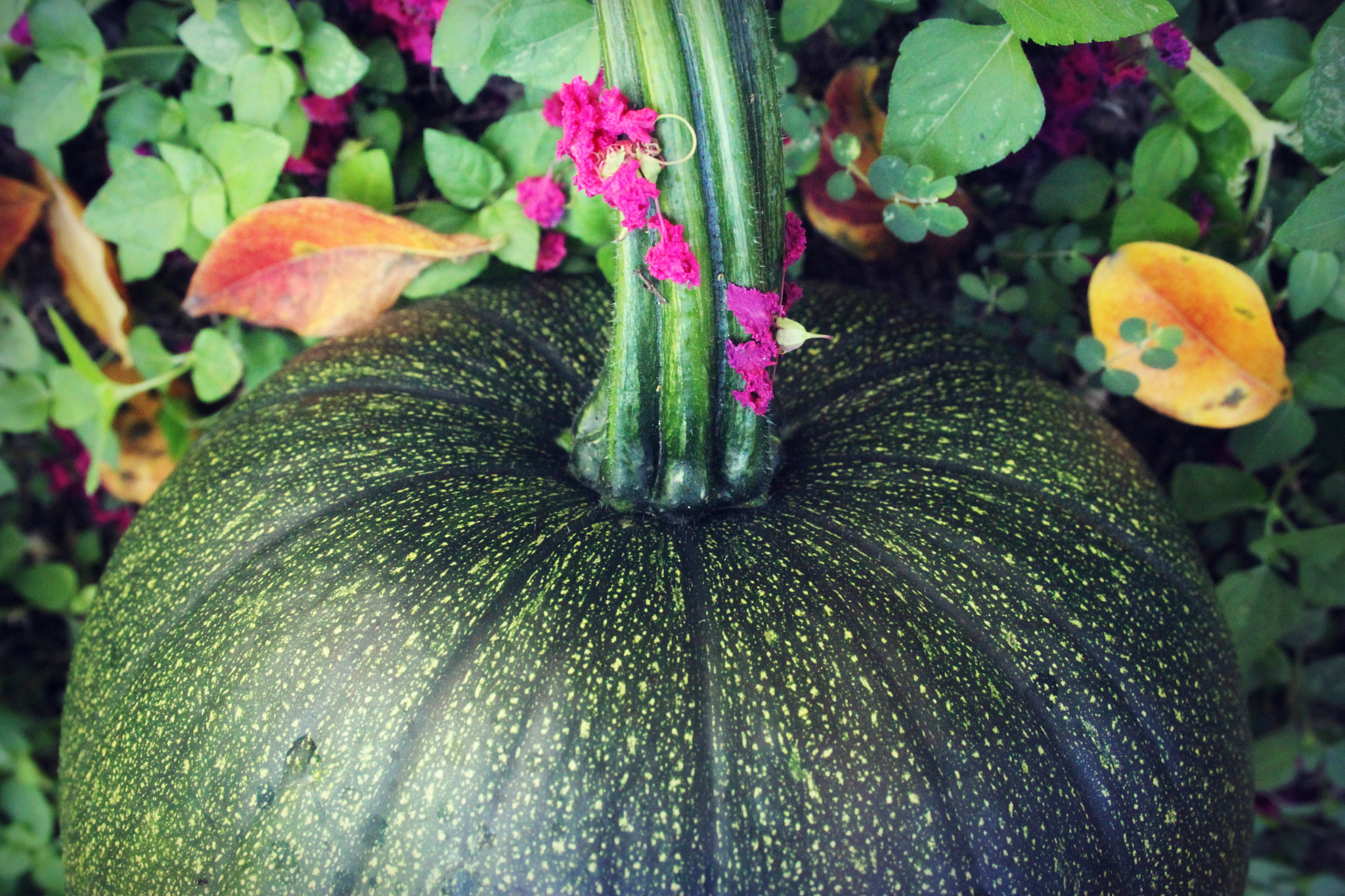 Canon EF-S 18-55mm F3.5-5.6 II sample photo. Green pumpkin on the vine photography