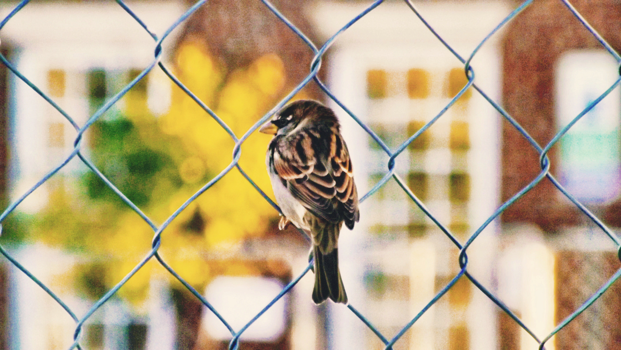 Fujifilm FinePix S4250WM sample photo. House sparrows photography