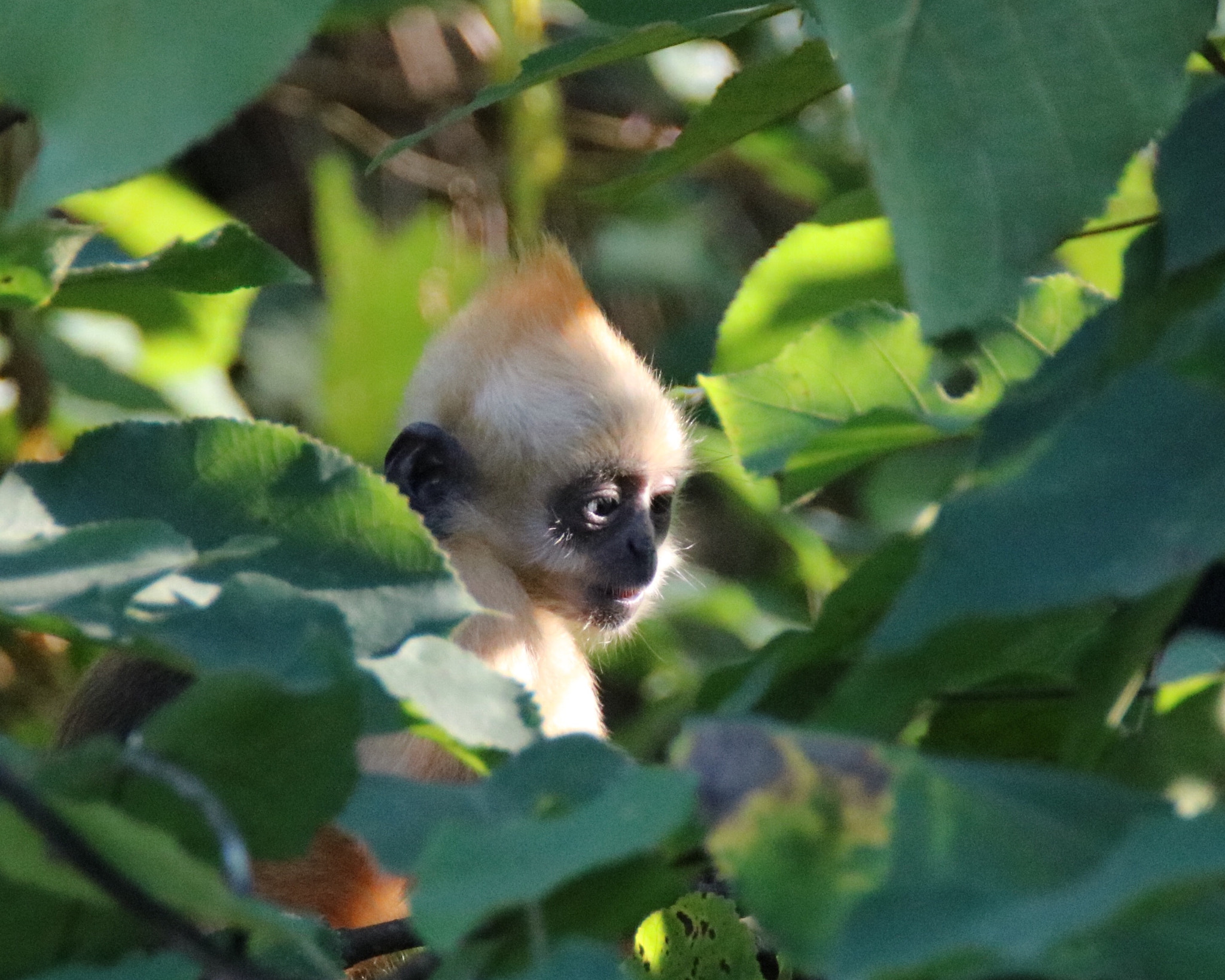 Tamron SP 150-600mm F5-6.3 Di VC USD sample photo. Relaxing pm photography