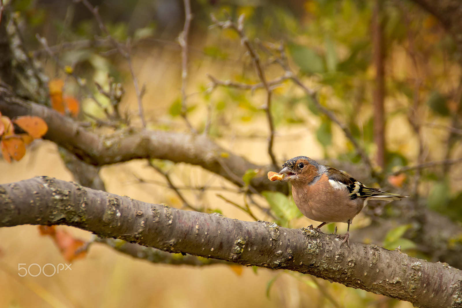 Canon EOS 650D (EOS Rebel T4i / EOS Kiss X6i) sample photo. Autumn in the park photography