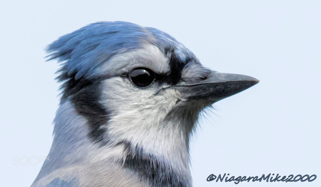 Nikon AF-S Nikkor 400mm F2.8E FL ED VR sample photo. Portrait of a blue jay photography