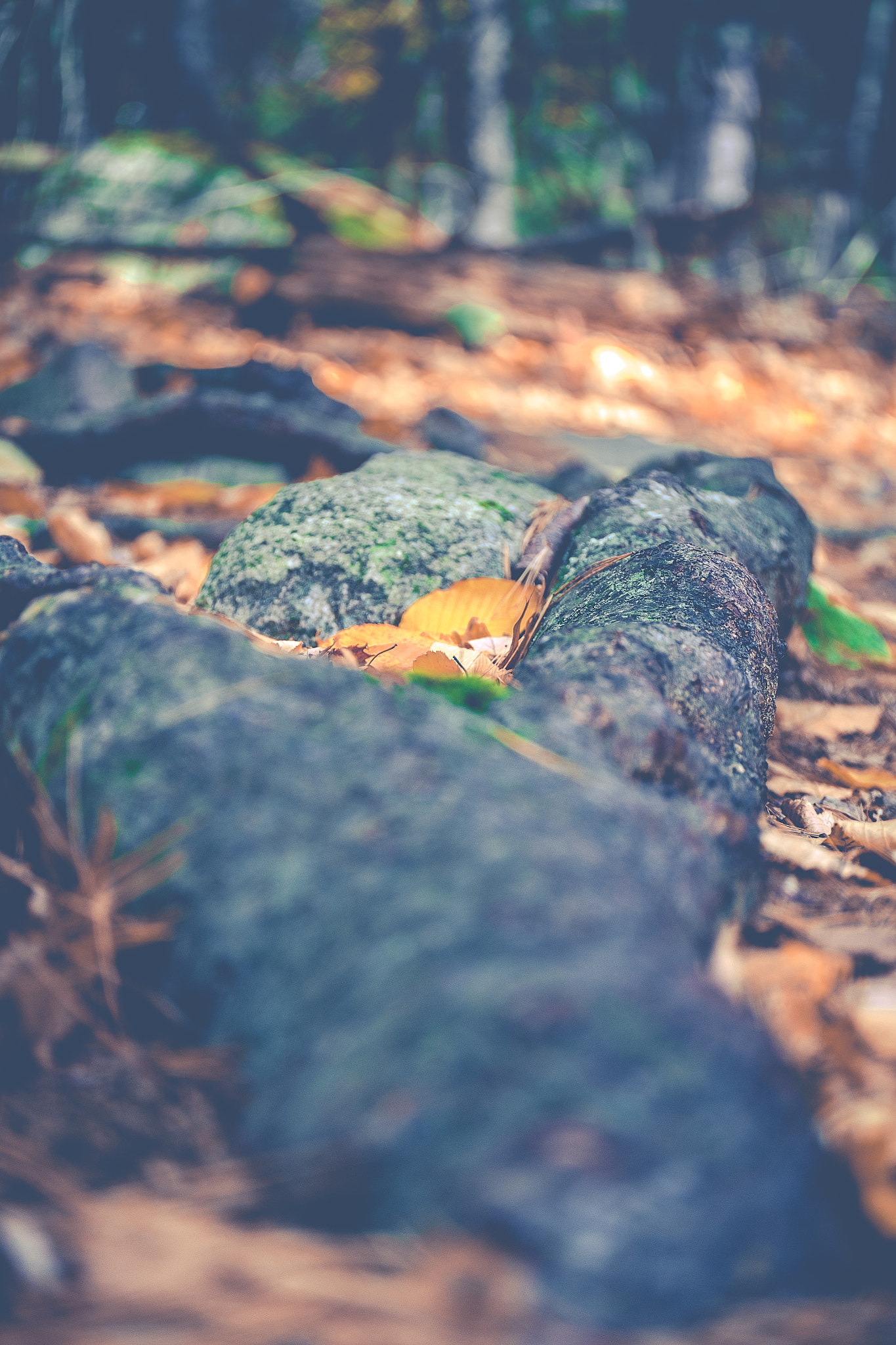 Fujifilm X-E1 + ZEISS Touit 50mm F2.8 sample photo. Root photography