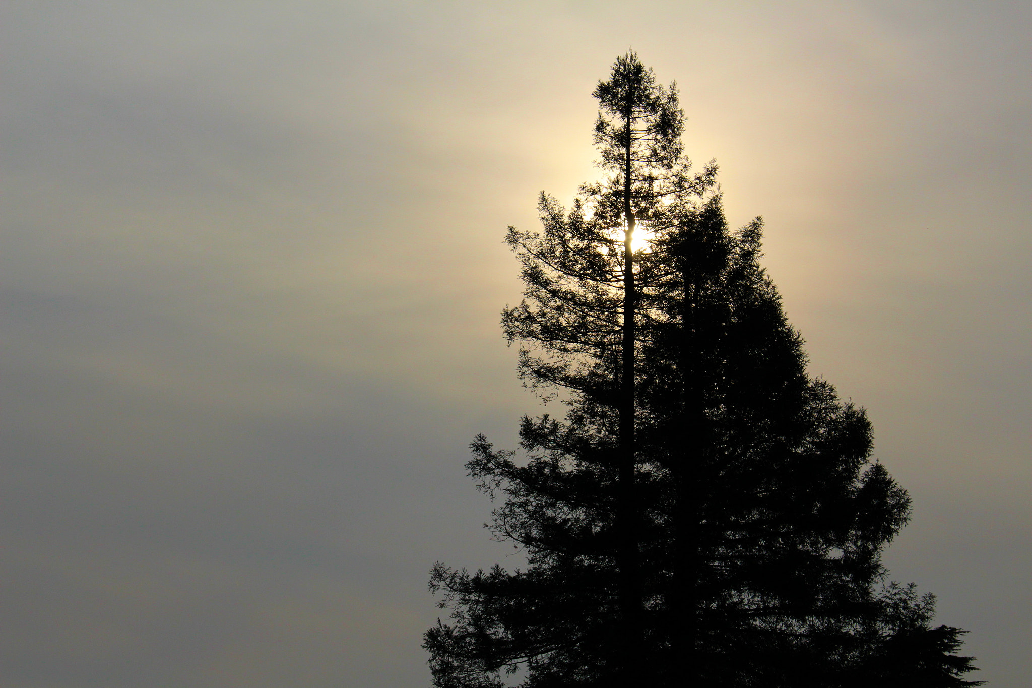 Canon EOS 700D (EOS Rebel T5i / EOS Kiss X7i) sample photo. A tree and the sun photography