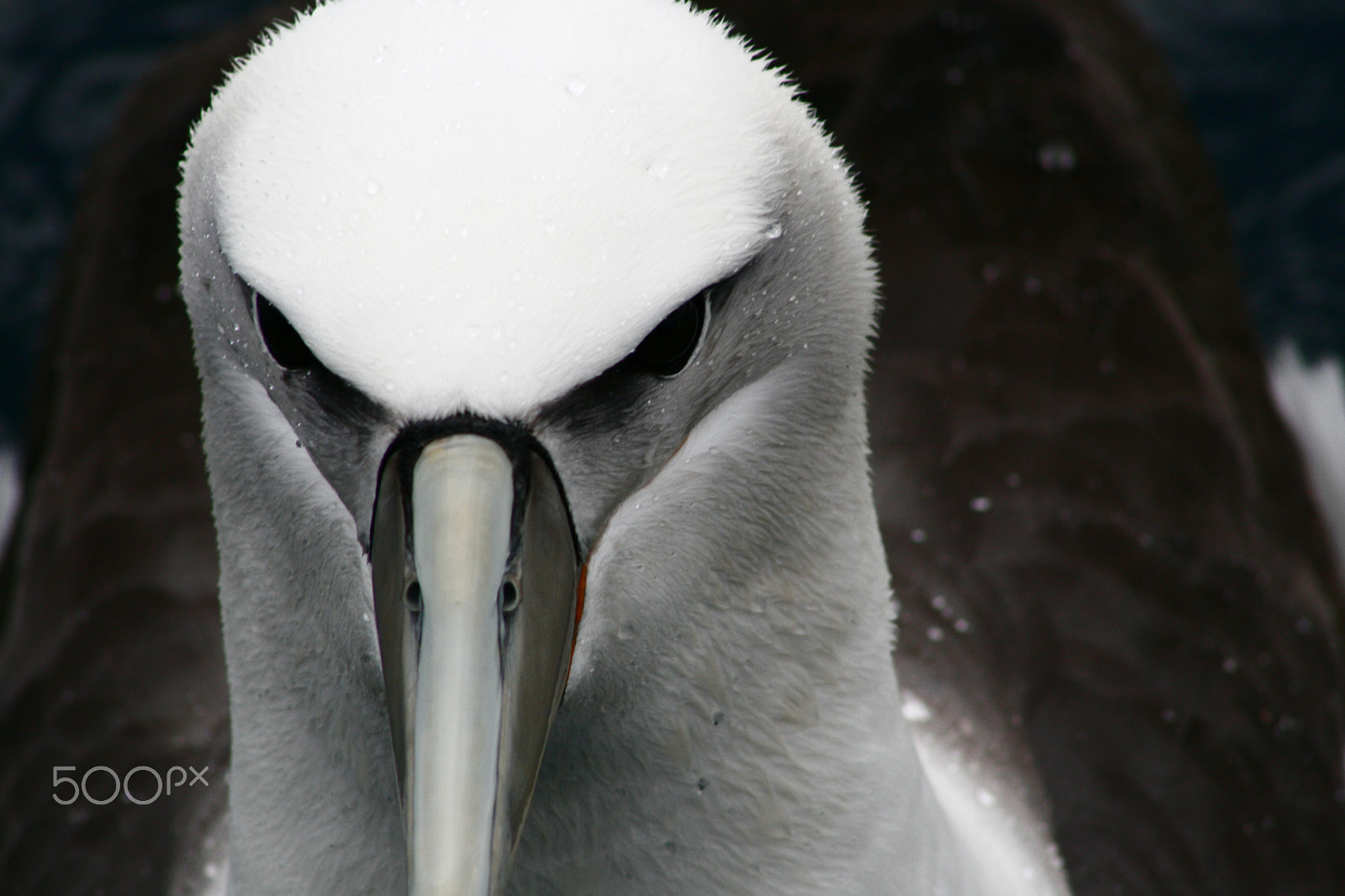 Canon EF 75-300mm f/4-5.6 USM sample photo. Steely eyed albatross photography
