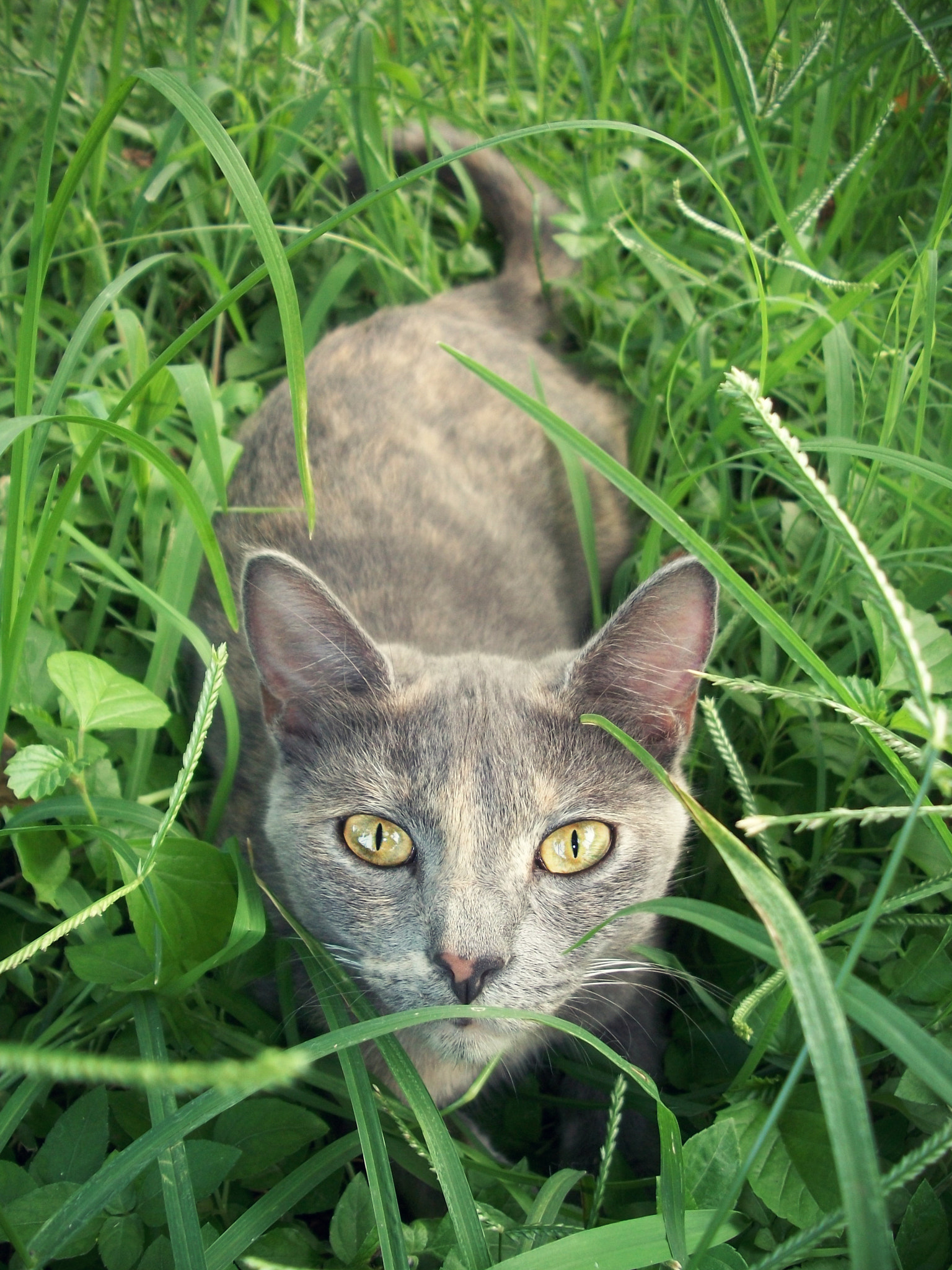 Kodak EASYSHARE C180 DIGITAL CAMERA sample photo. Buddha in the grass photography