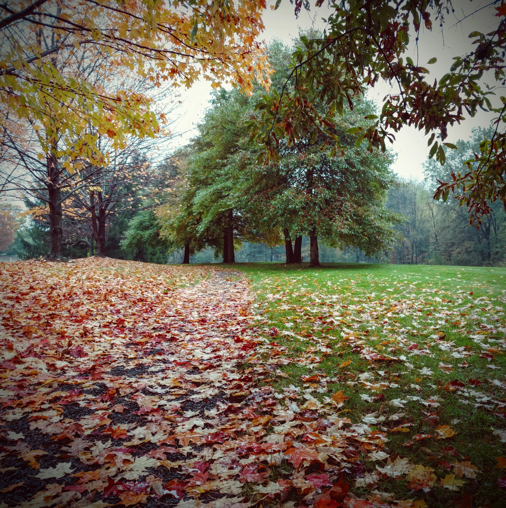 Motorola Moto X Pure Edition sample photo. Half a fall photography