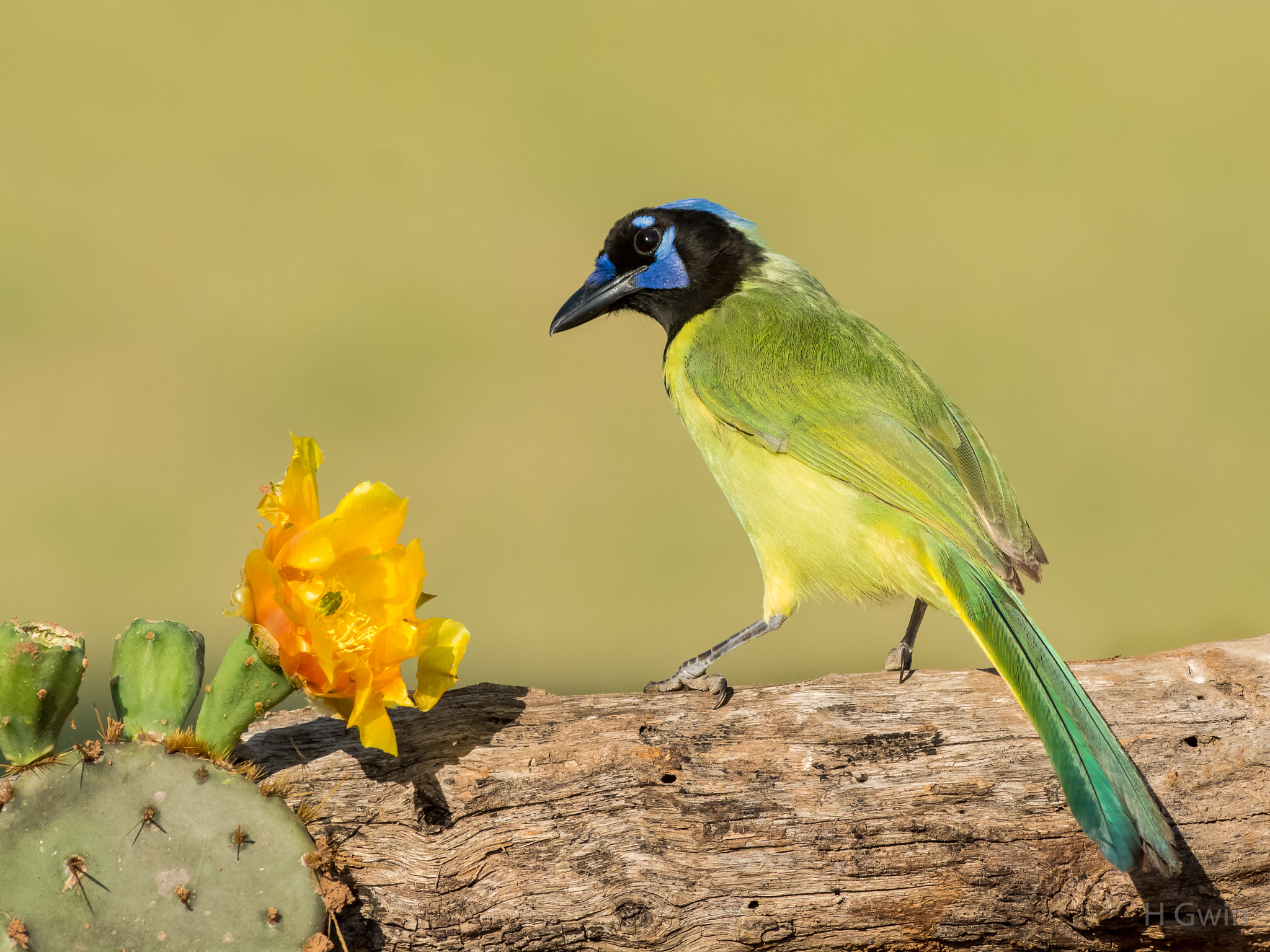 Nikon AF-S Nikkor 300mm F2.8G ED VR II sample photo. Green jay photography